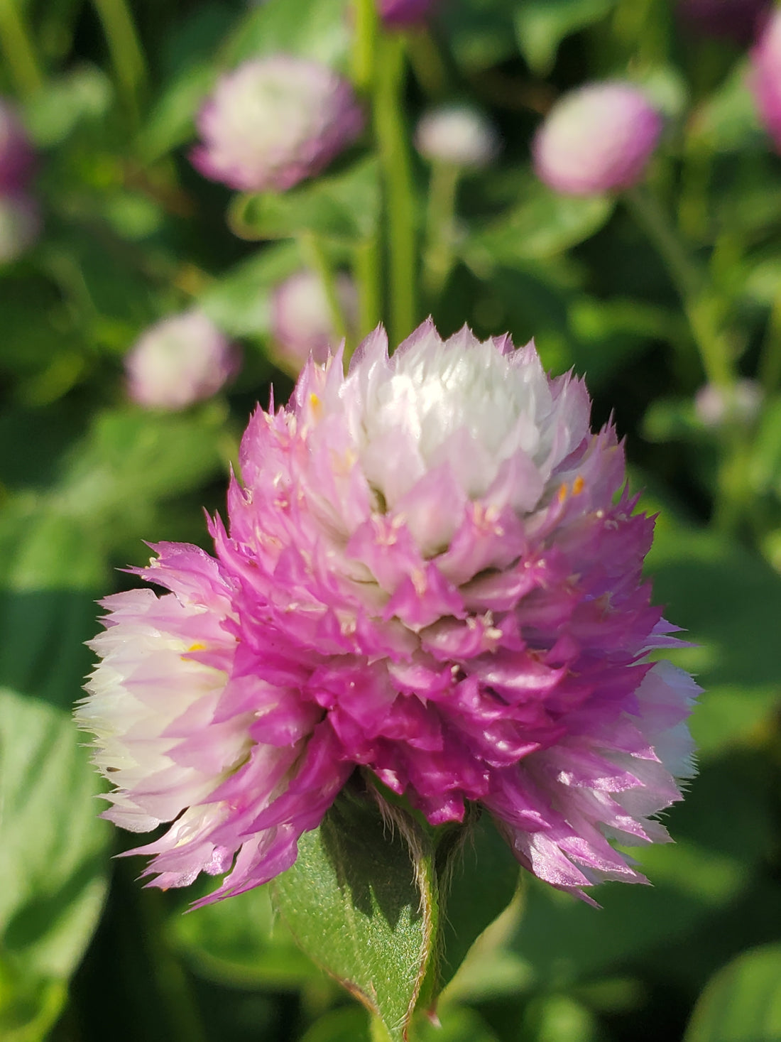 Gomphrena : Bicolor Rose