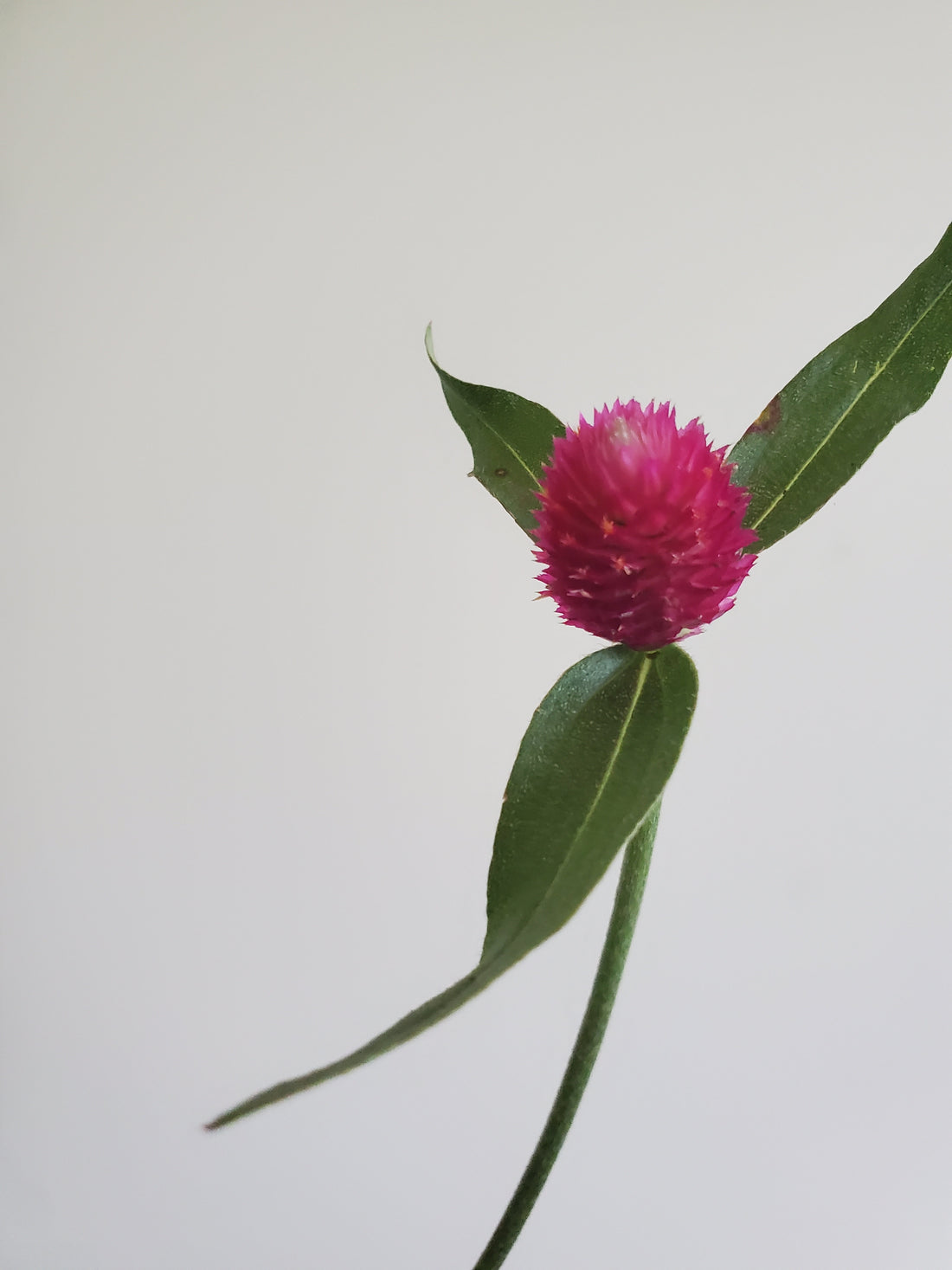 Gomphrena : Hot Pink