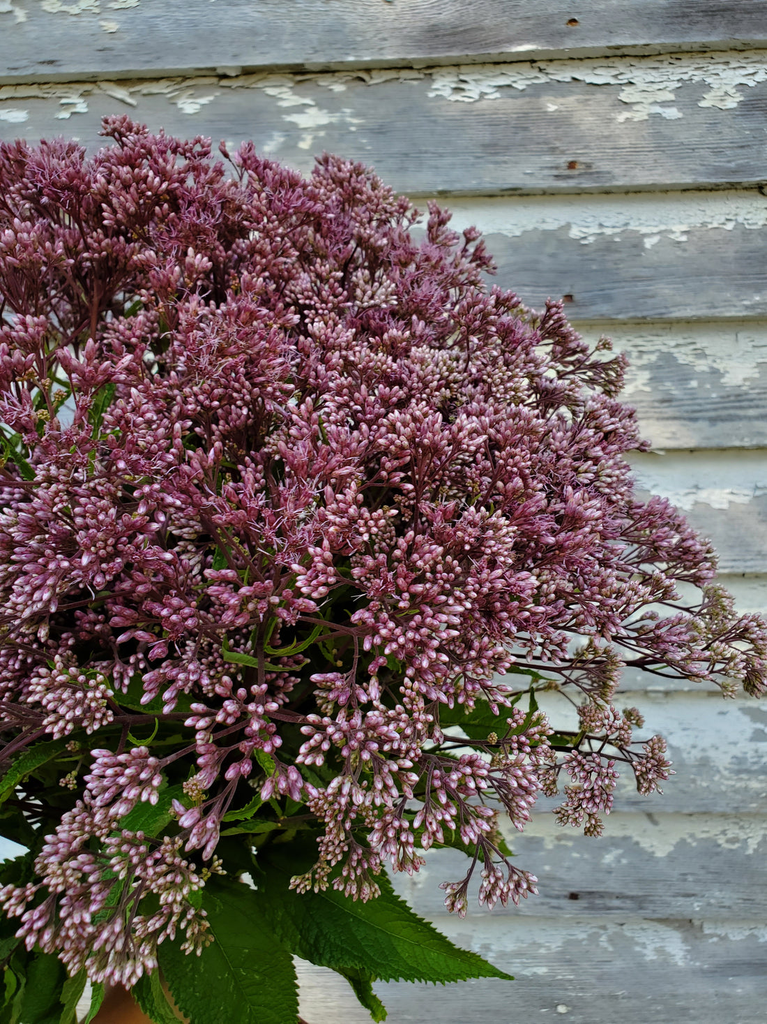 Joe Pye Weed : Small