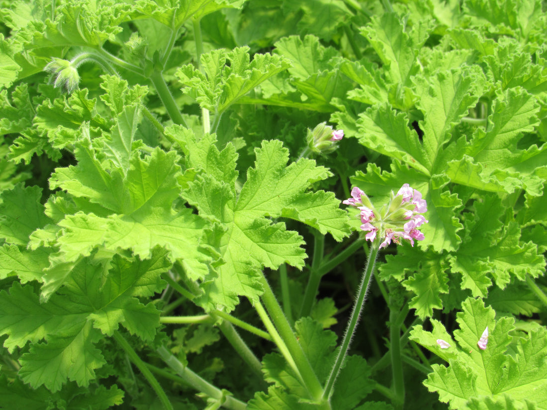 Scented Geranium Foliage : Mix (Growers Choice)