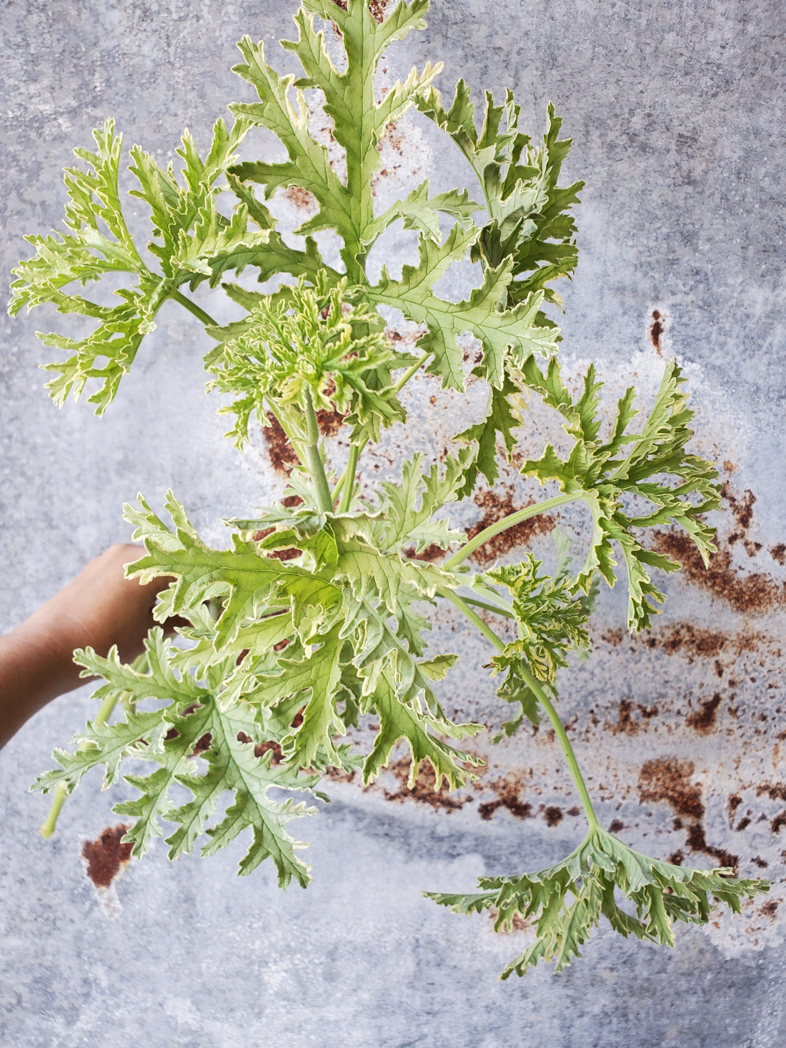 Scented Geranium Foliage : Lemon Rose