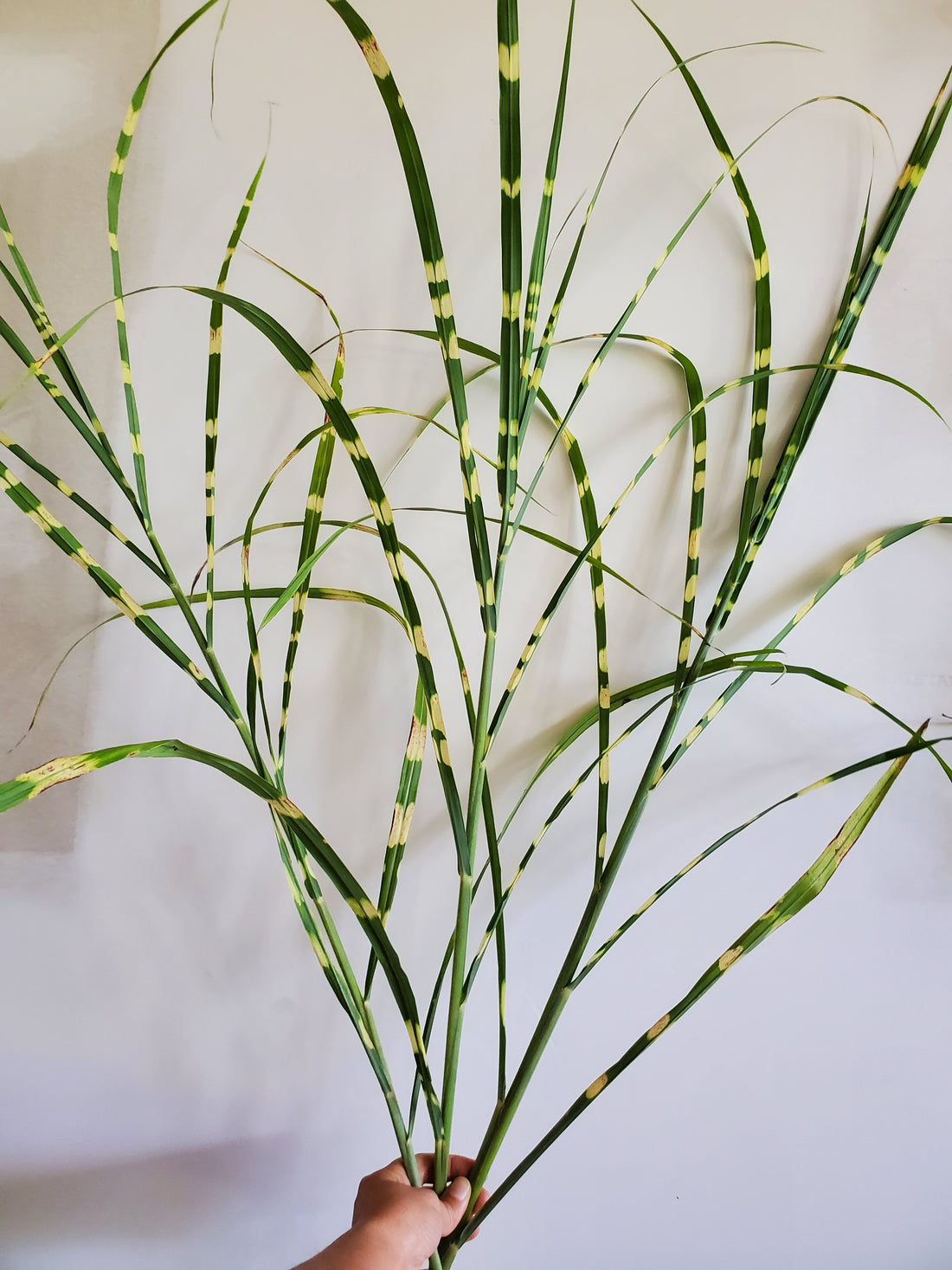 Zebra Grass : Foliage