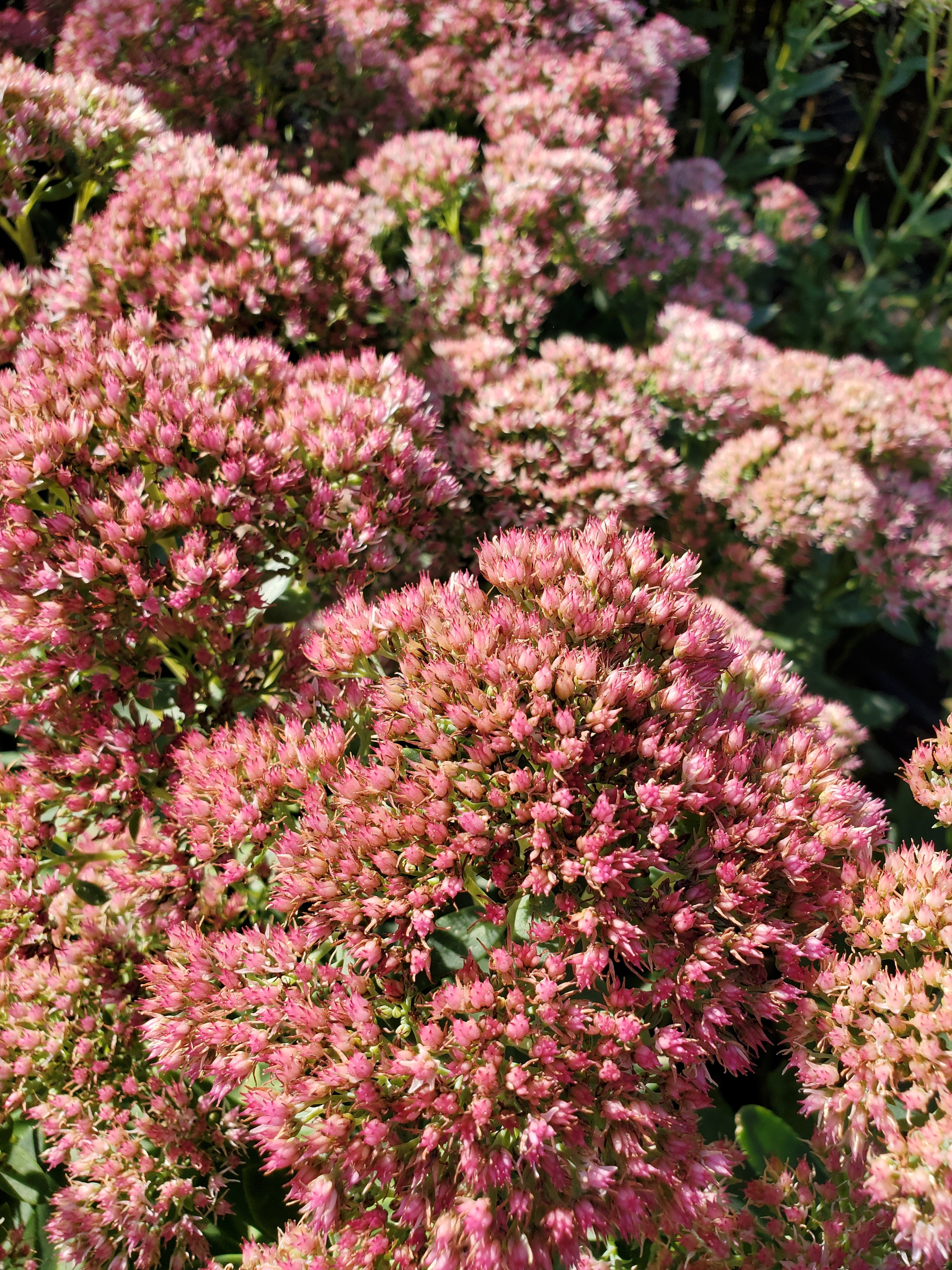 Sedum : Matrona