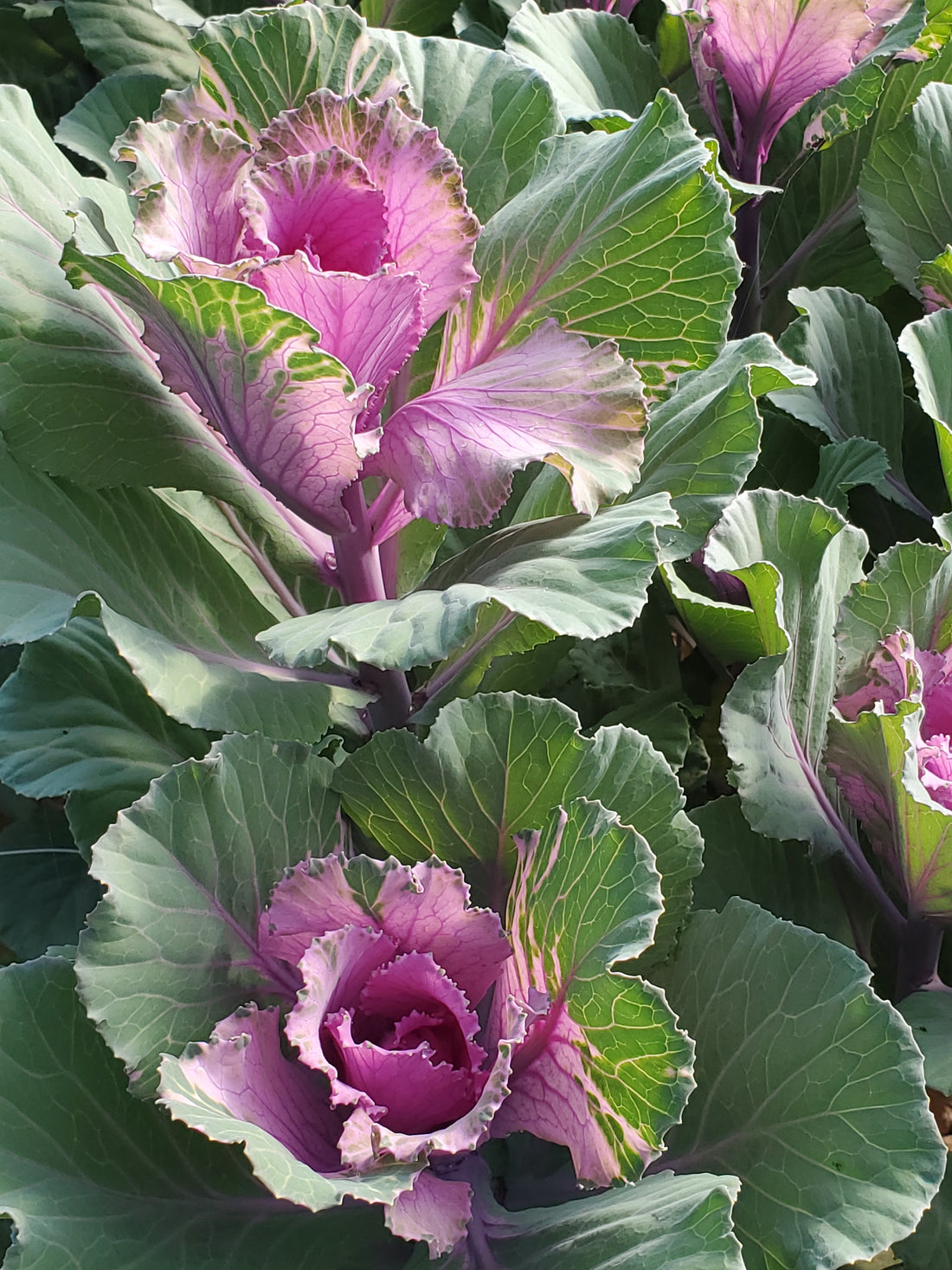 Ornamental Cabbage : Whites Mix