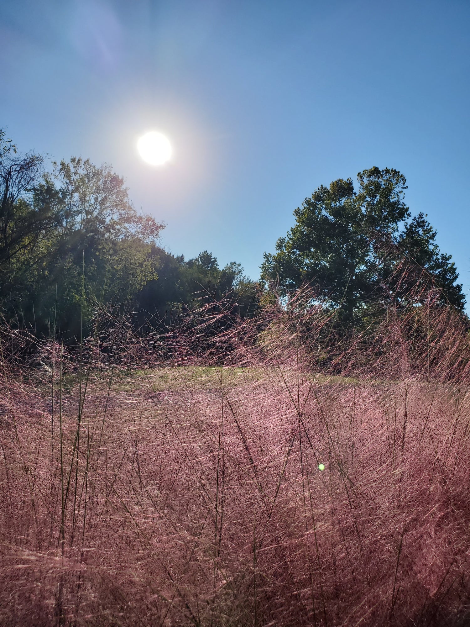 Muhley Grass