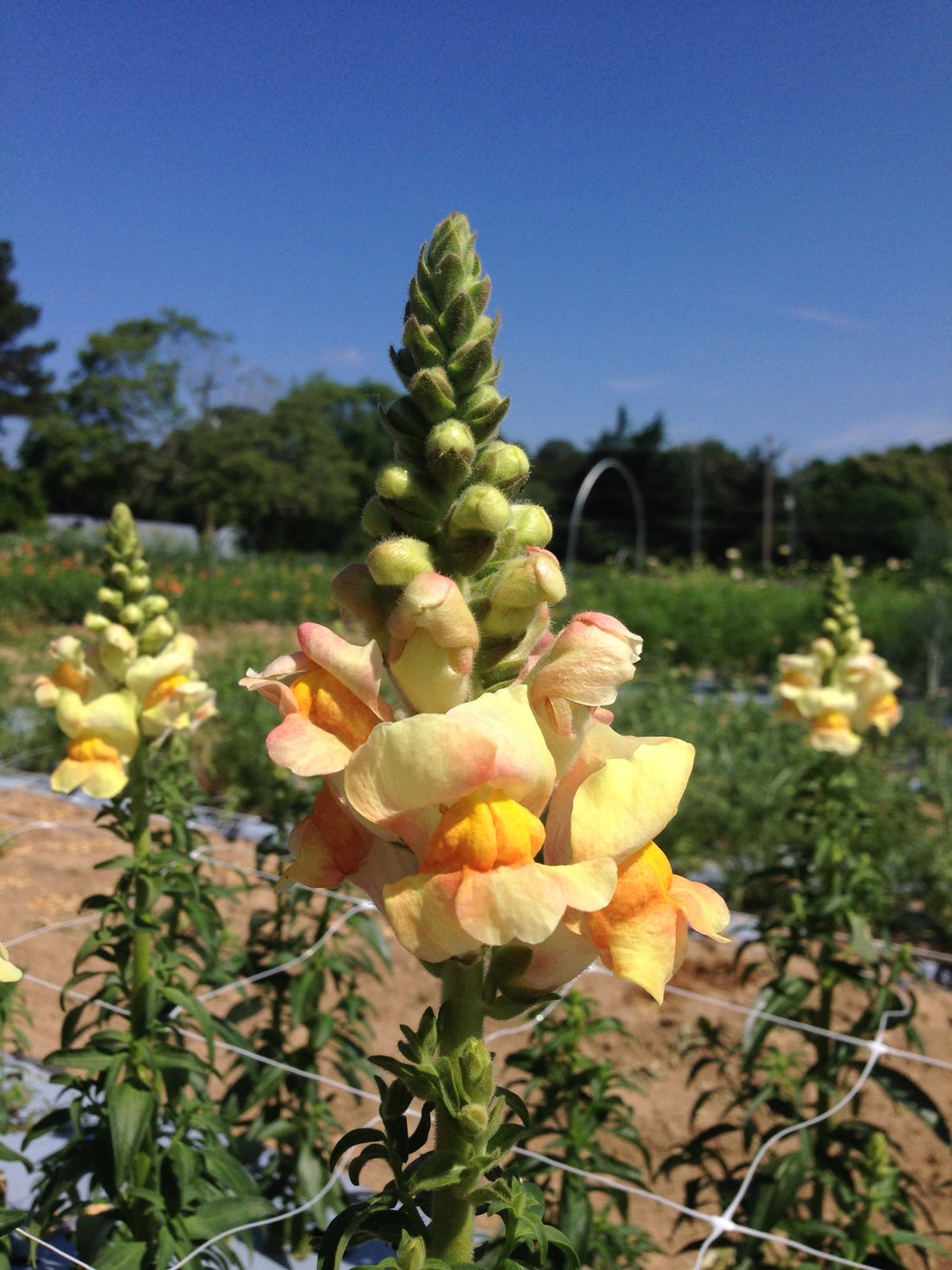 Snapdragon : Potomac (Ivory White)