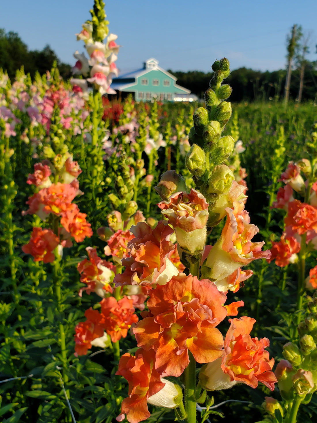 Snapdragon : Patomac Royal