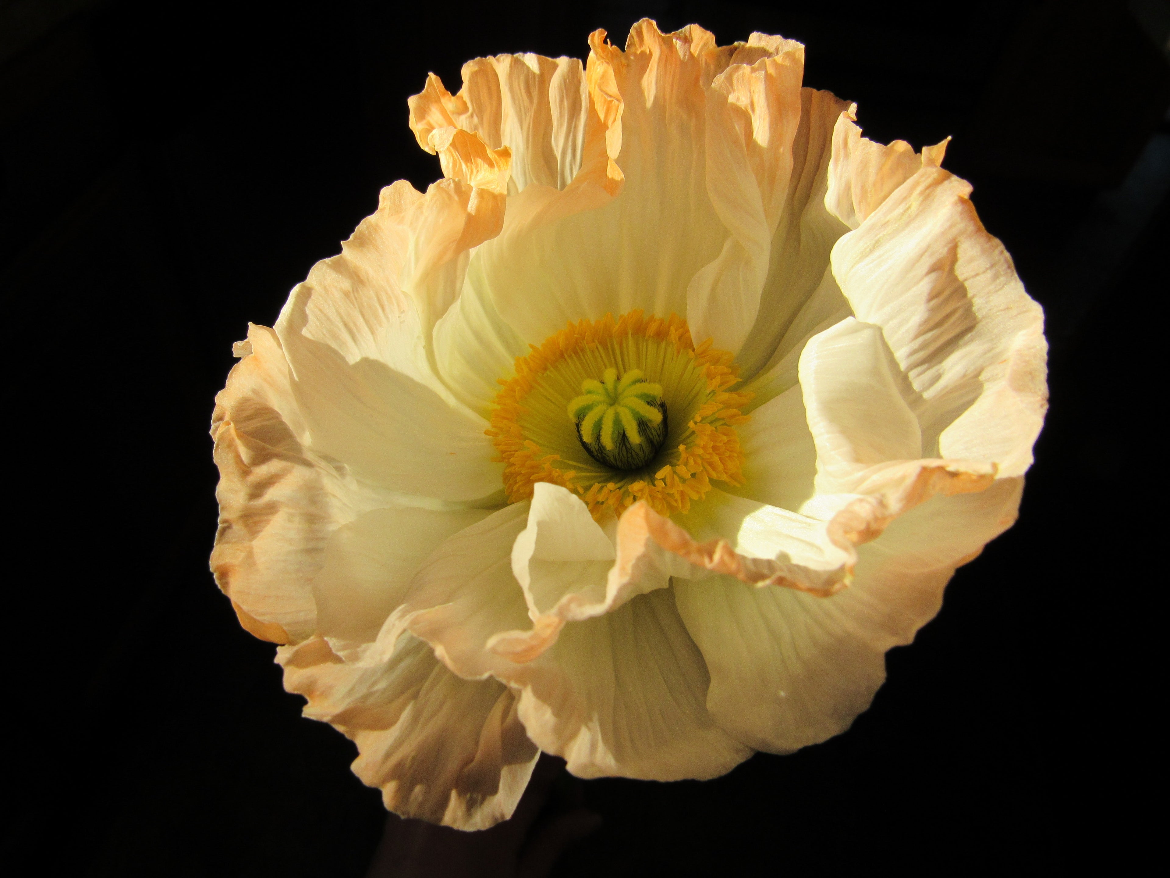 Poppy Colibri : White