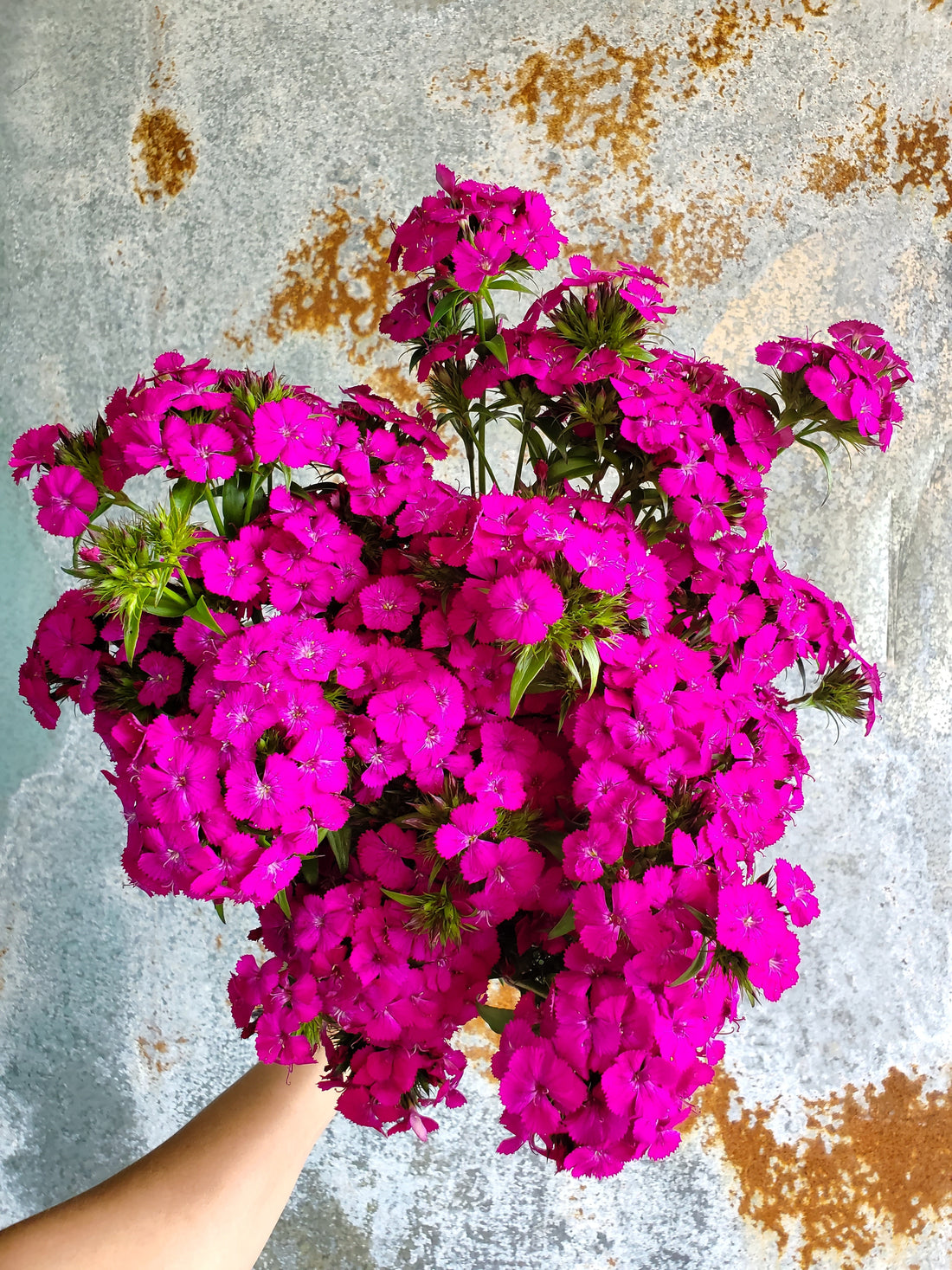 Dianthus : Sweet William