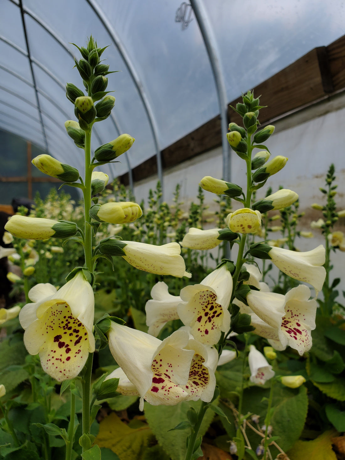 Foxglove Small