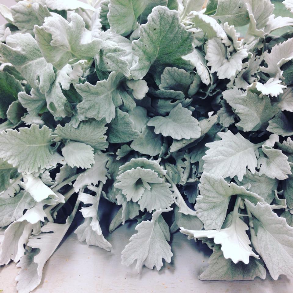 Dusty Miller