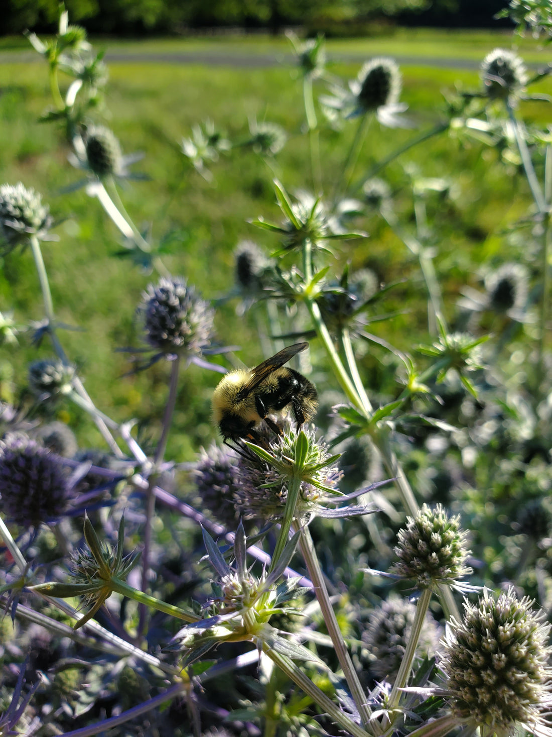 Thistle : Blue