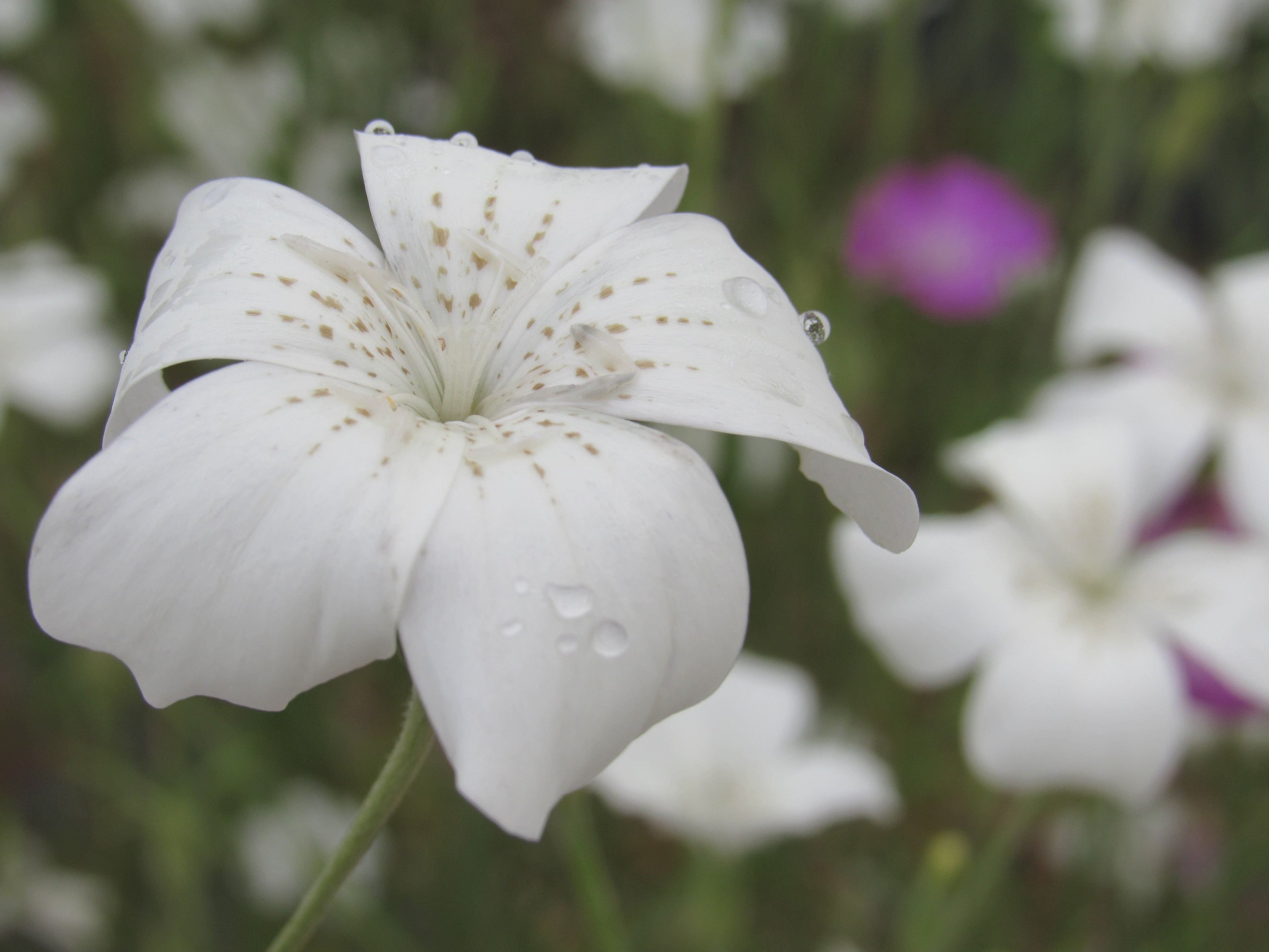 Agrostemma : Blush Pink