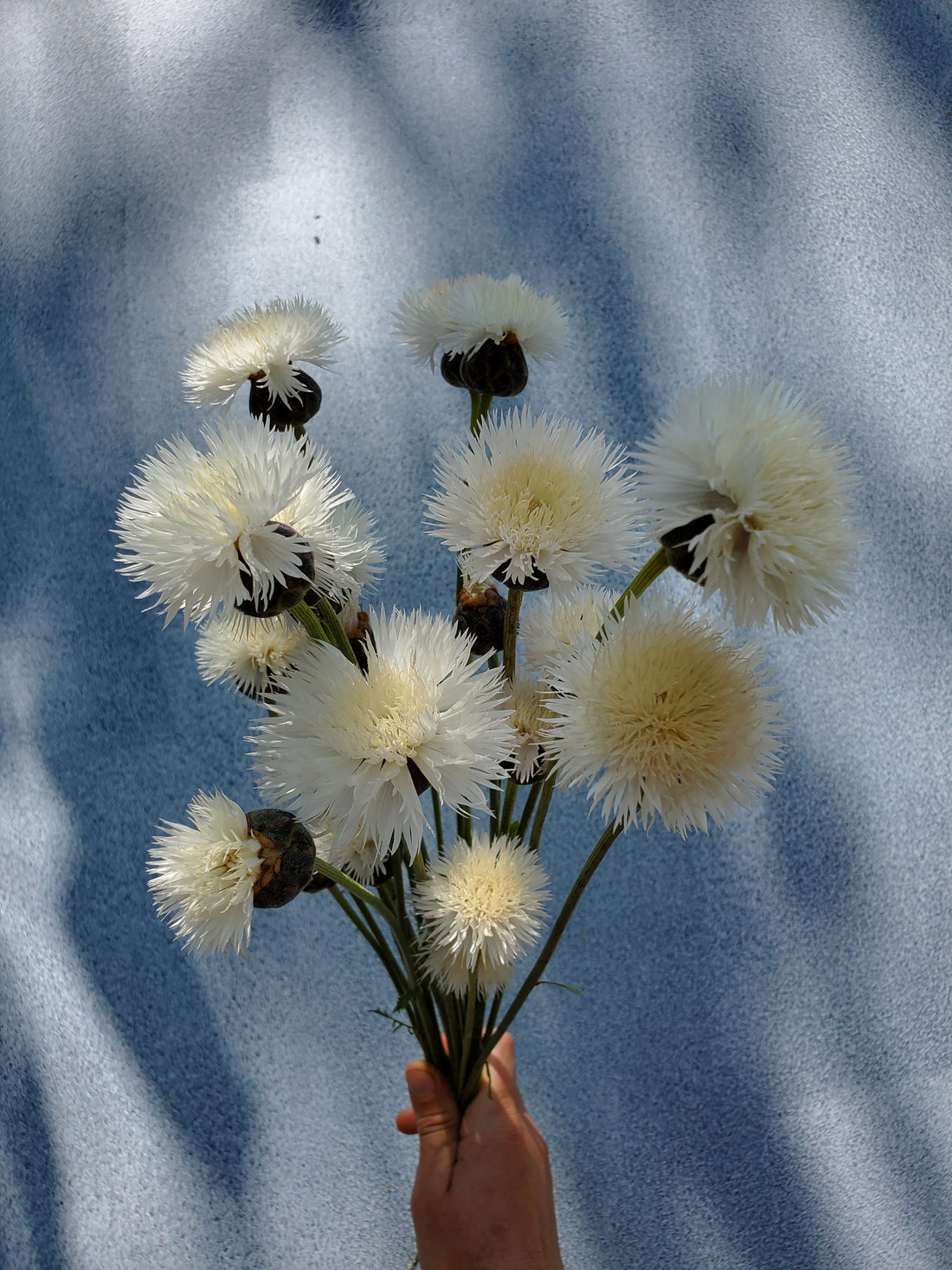 Centaurea : Imperial Bride White