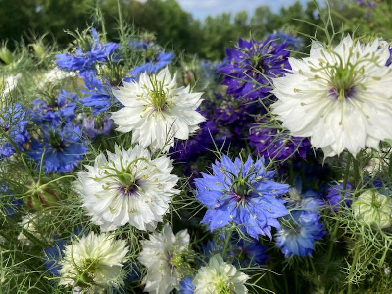 Nigella : White