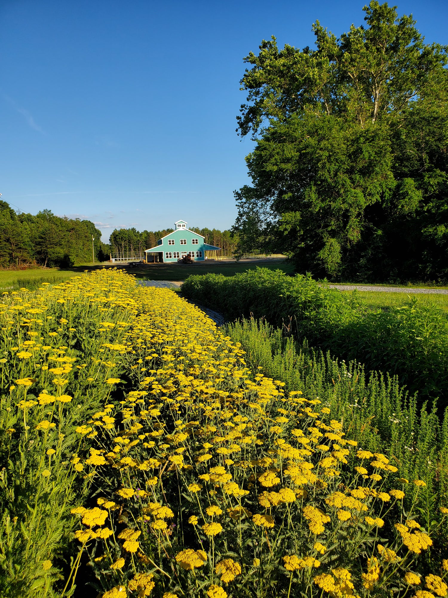 Yarrow : Yellow