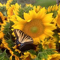 Sunflower : Yellows Mix