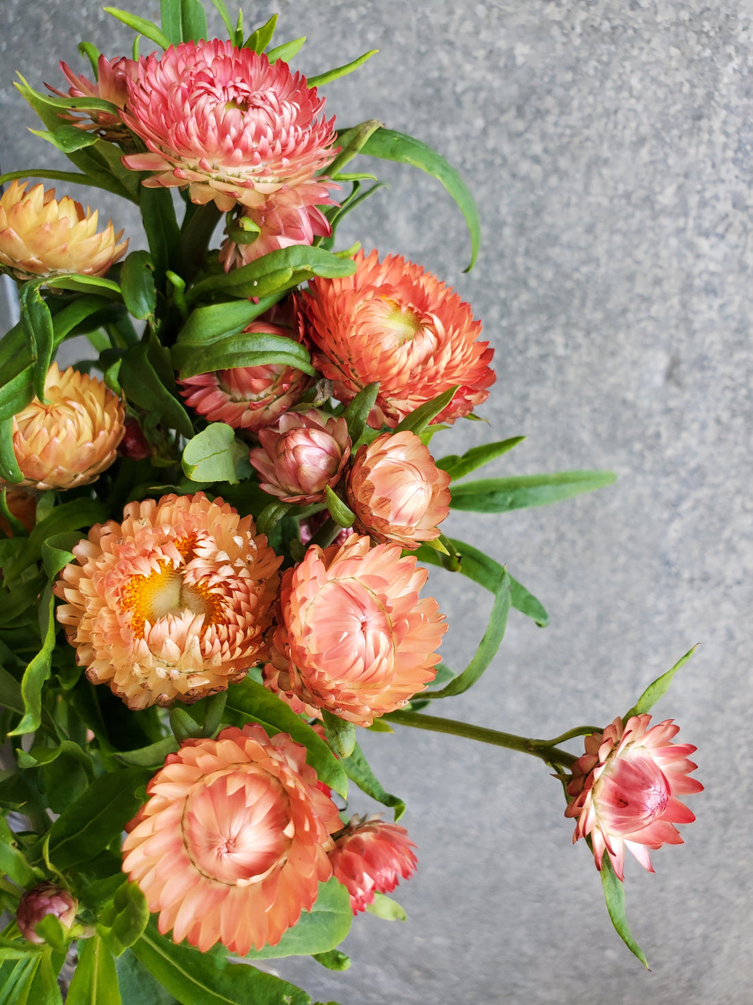 Strawflower : Mix (Growers Choice)