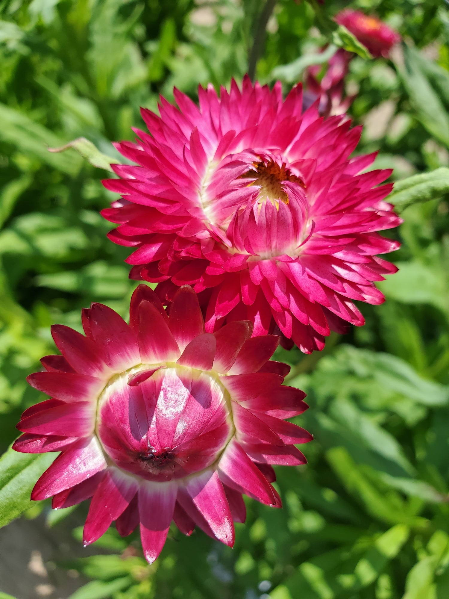 Strawflower : Yellows