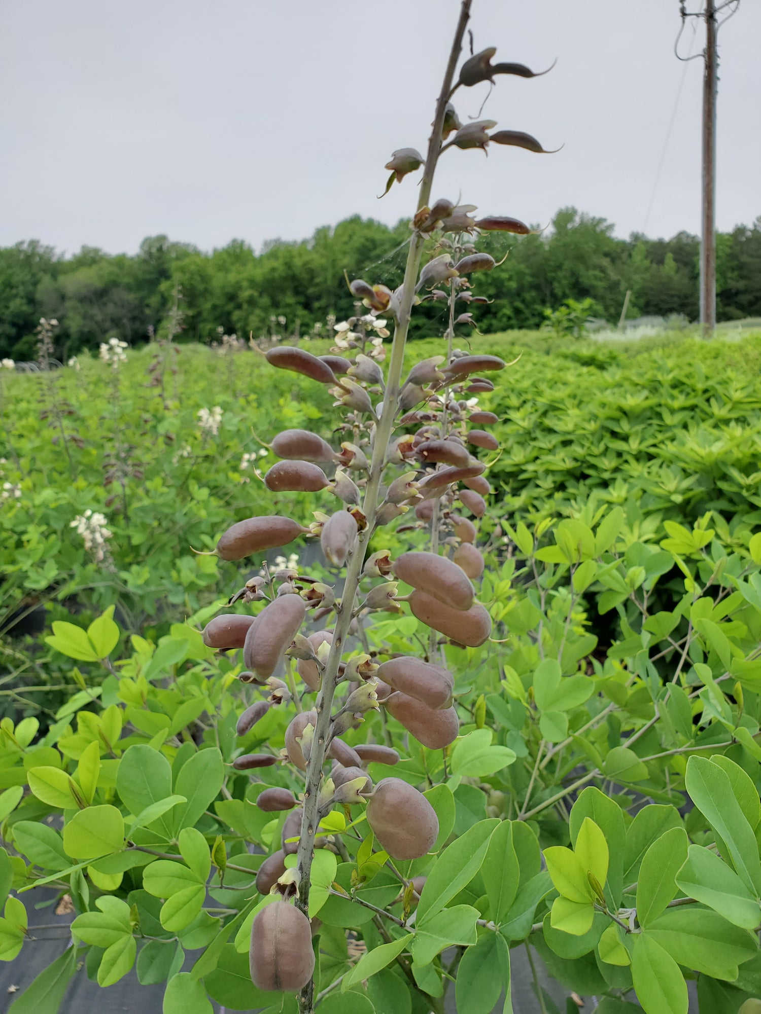 Baptesia Pods