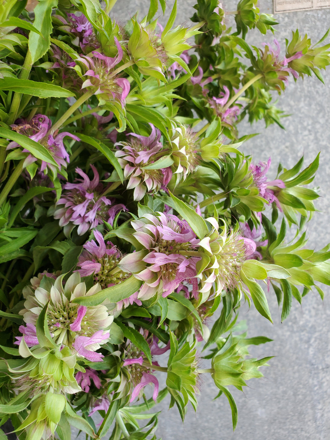 Monarda : Lambada