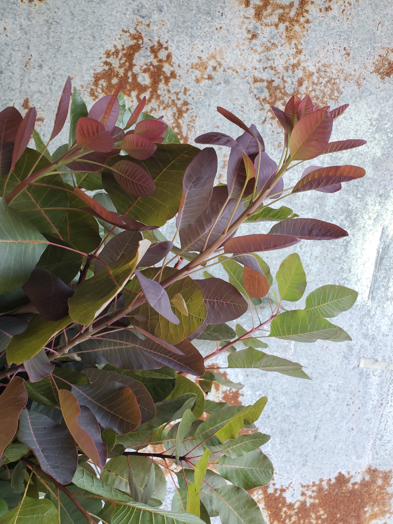 Smoke Bush Flower : Cotinus