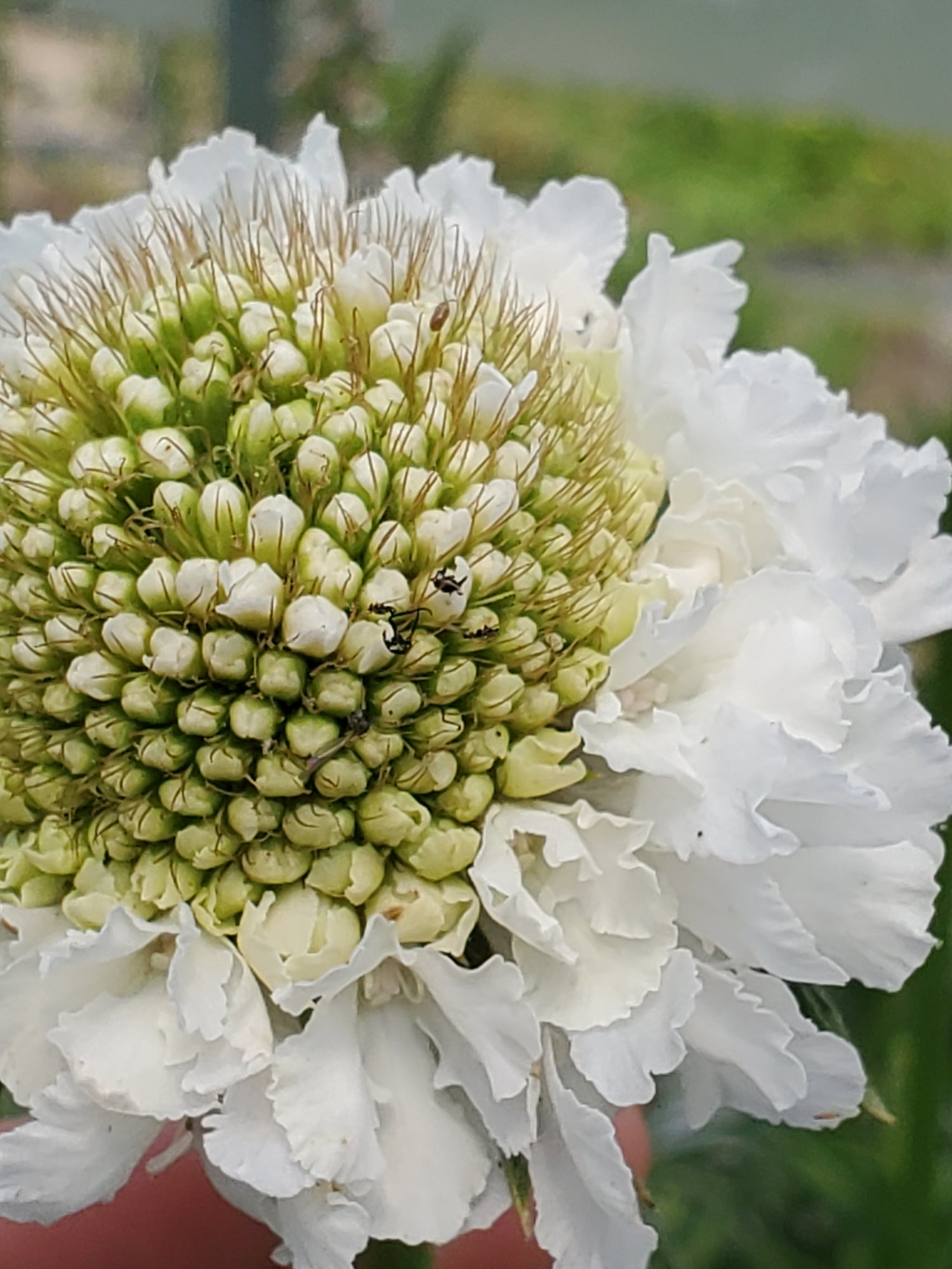 Scabiosa