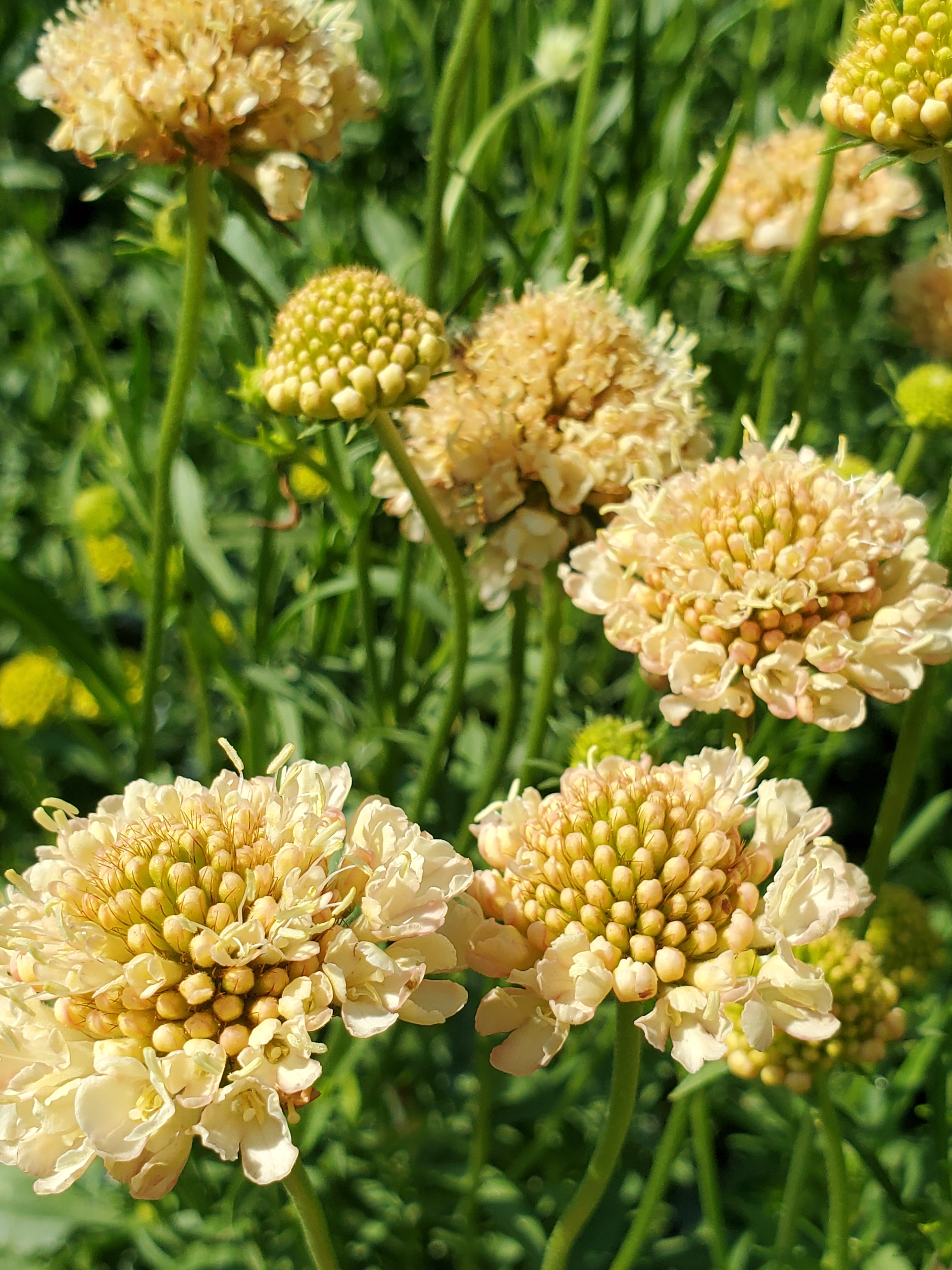 Scabiosa