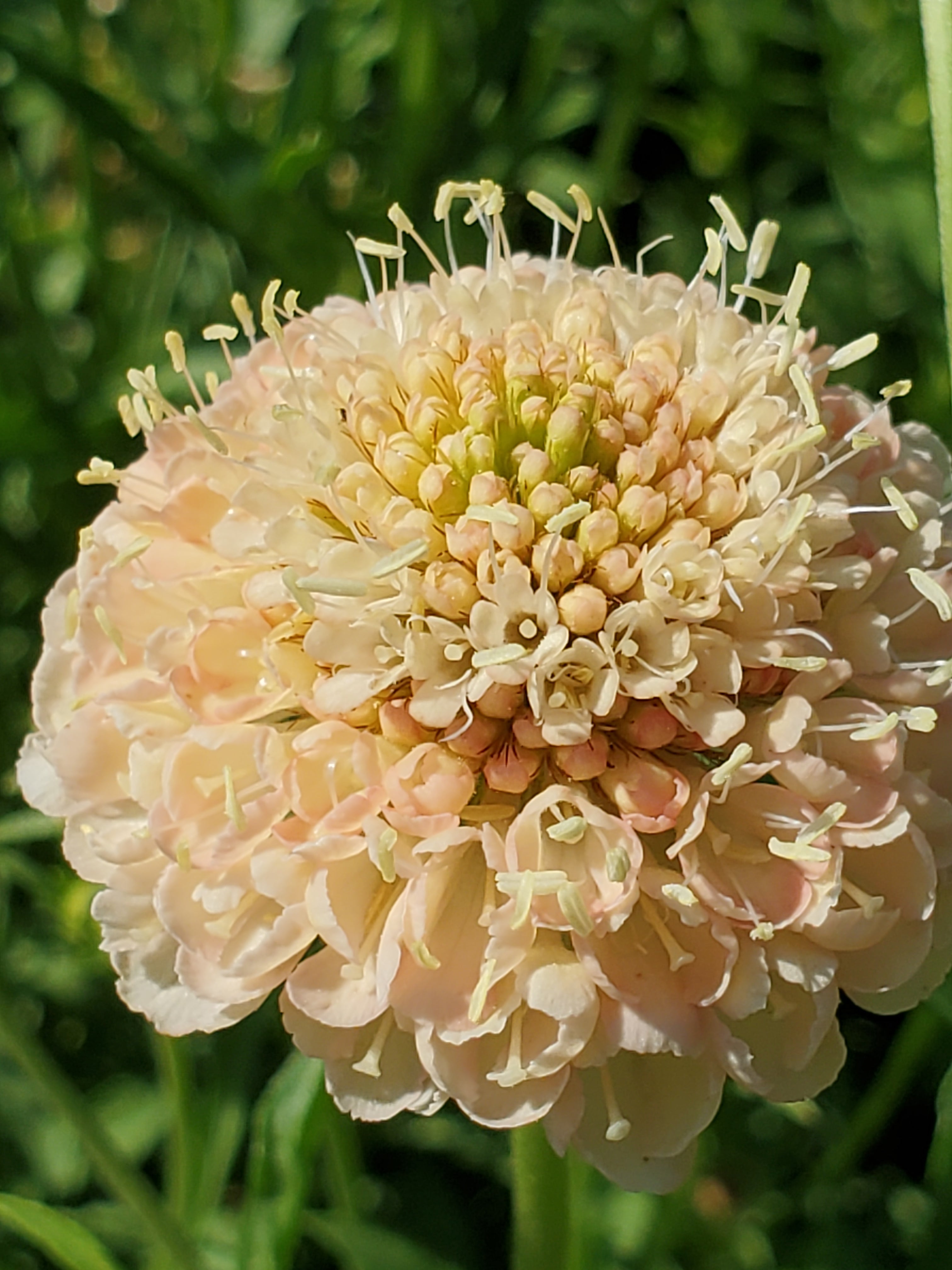 Scabiosa