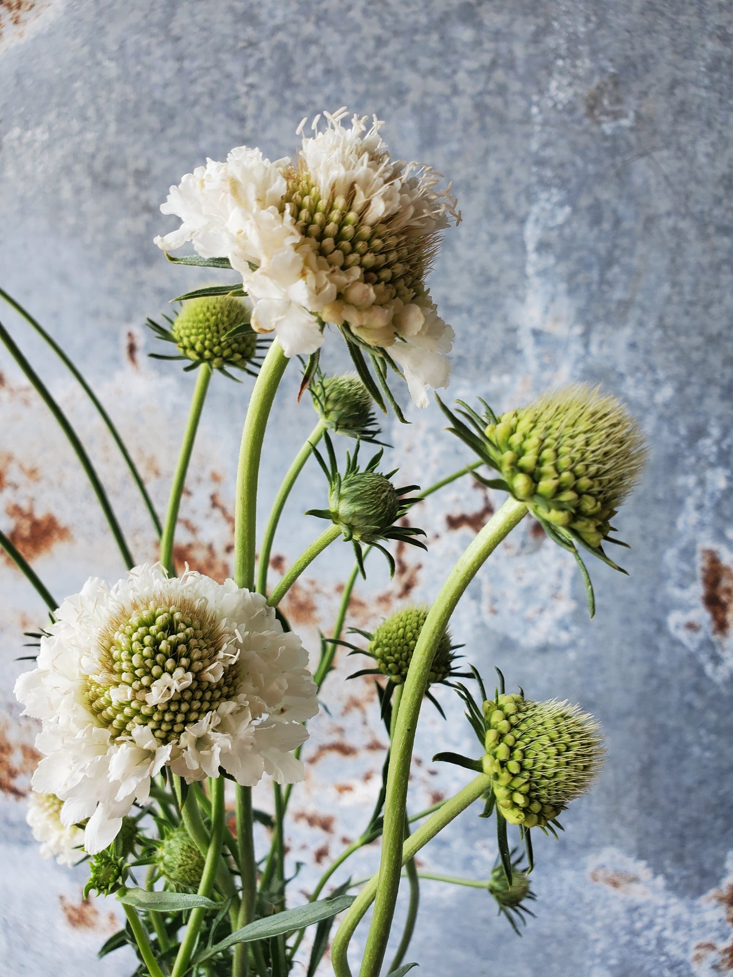 Scabiosa