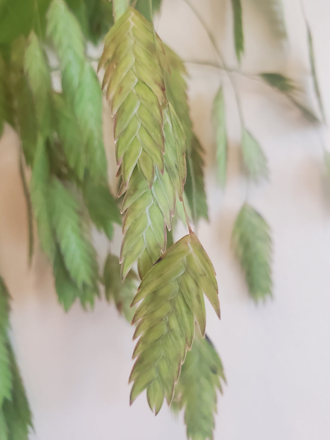 Sea Oats Fl.