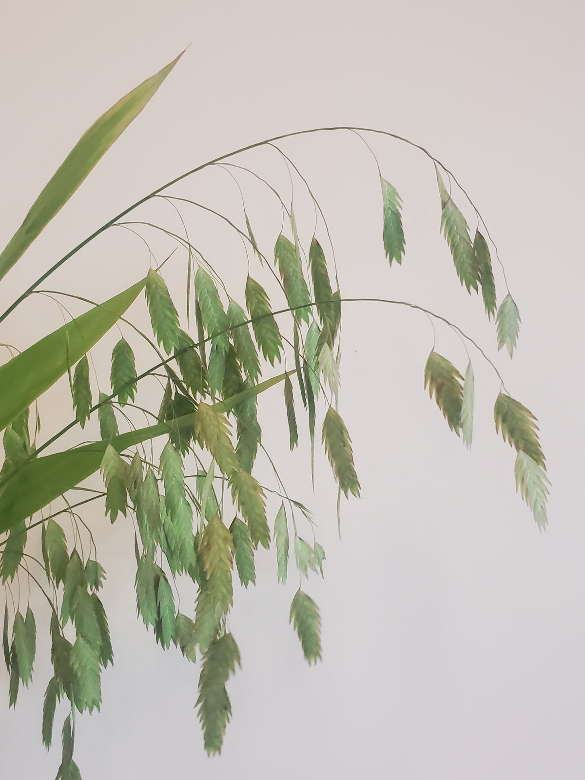 Sea Oats Fl.