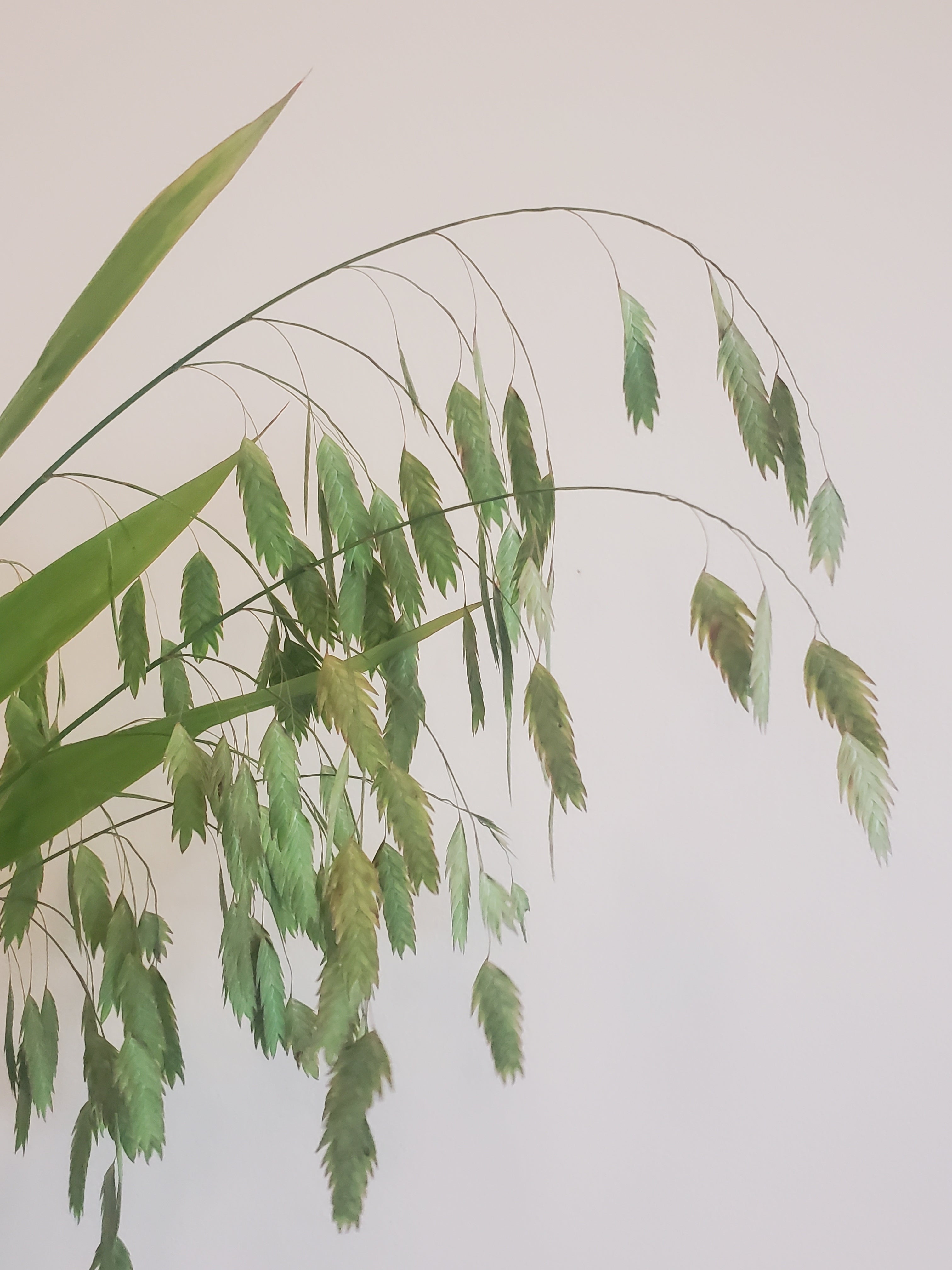Sea Oats Fl.