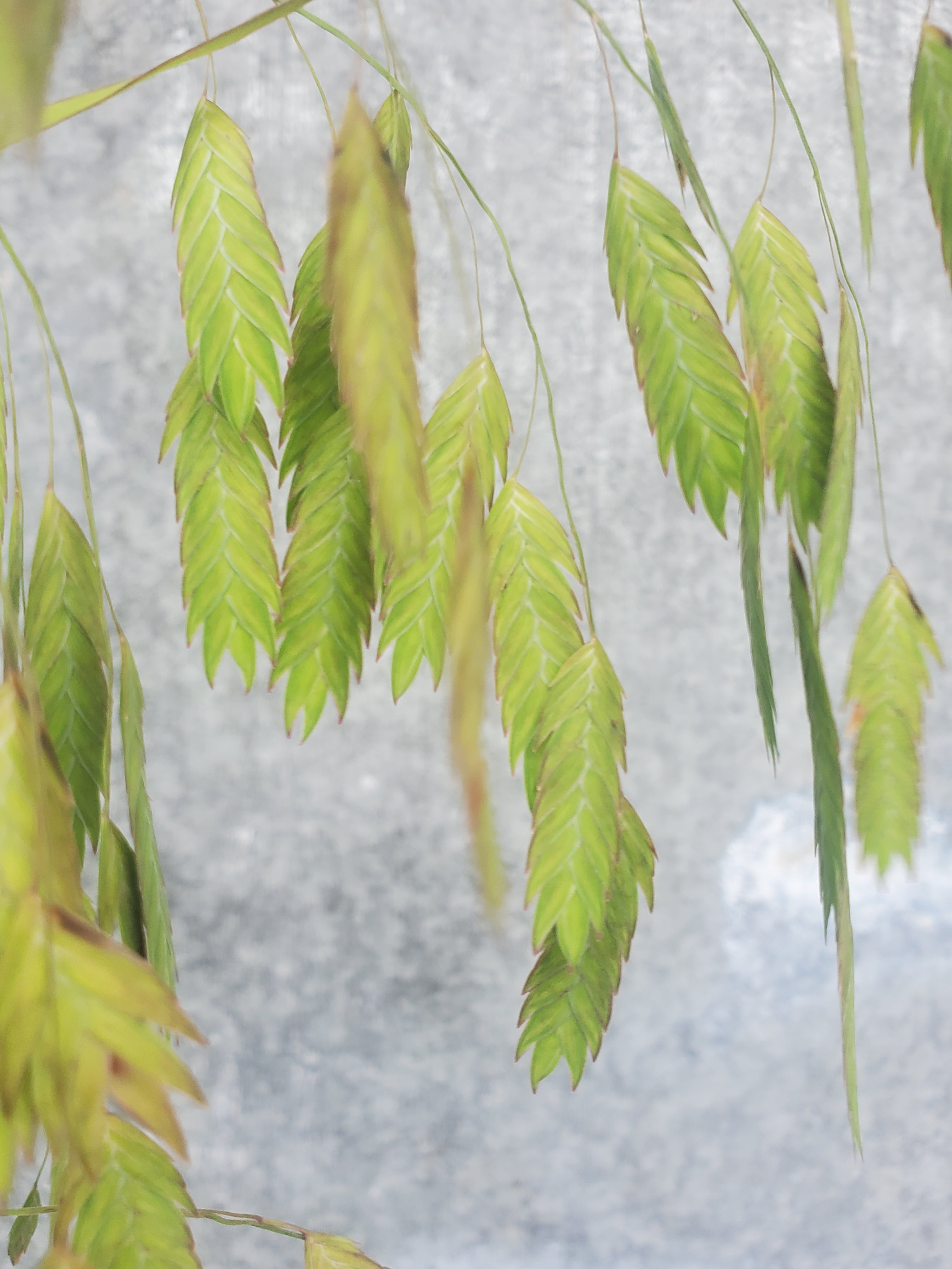 Sea Oats Fl.