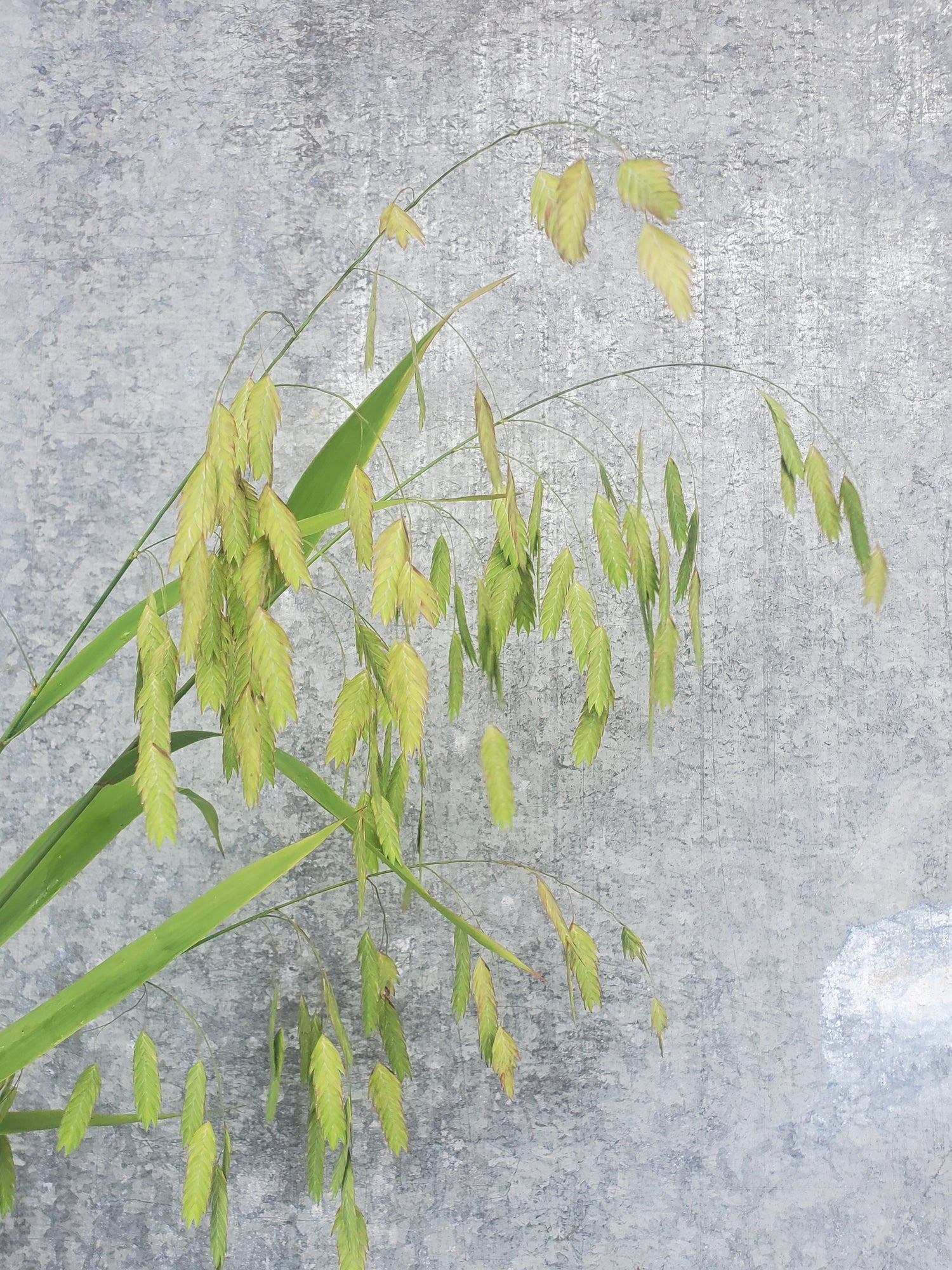 Sea Oats Fl.