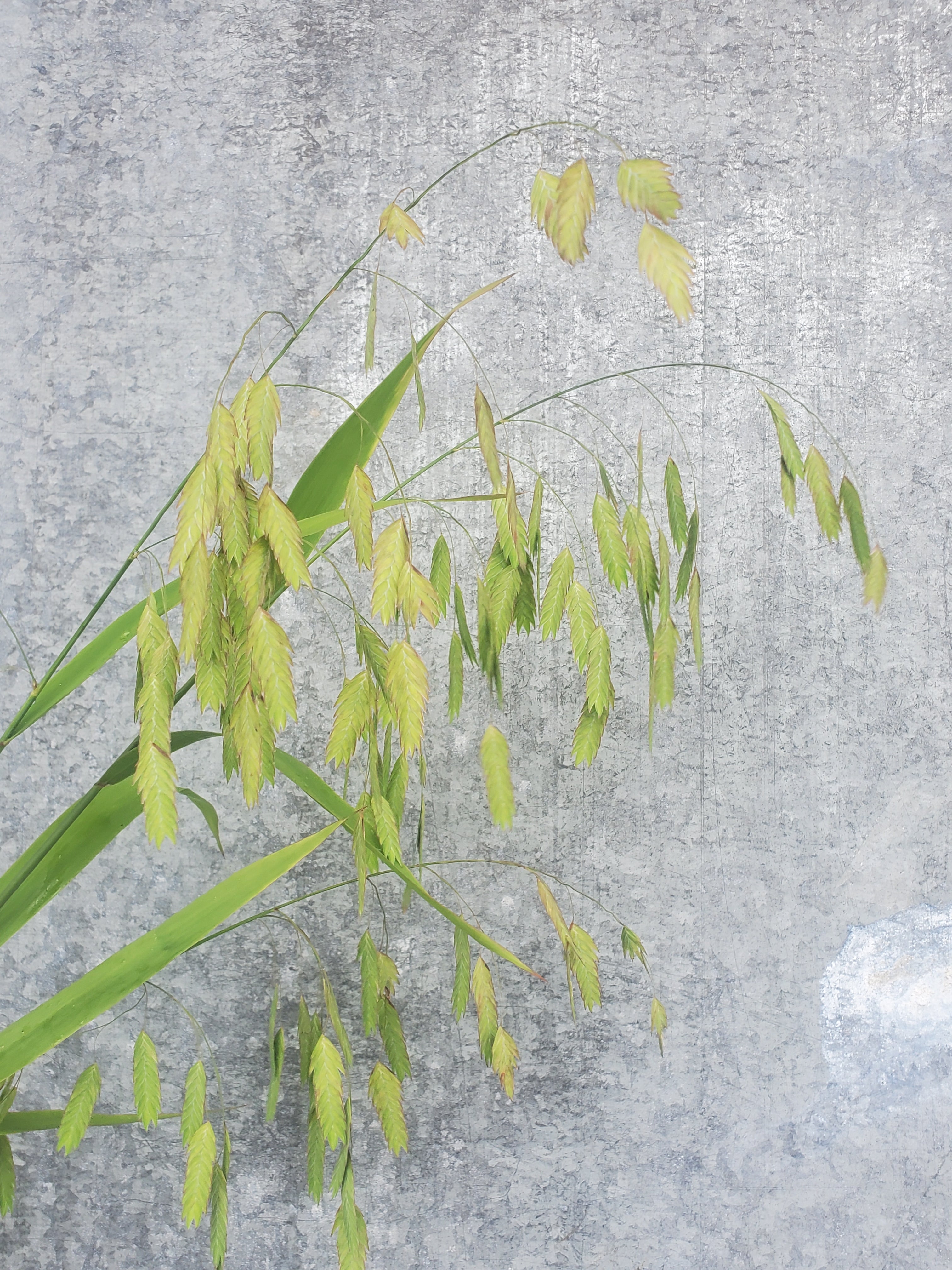 Sea Oats Fl.