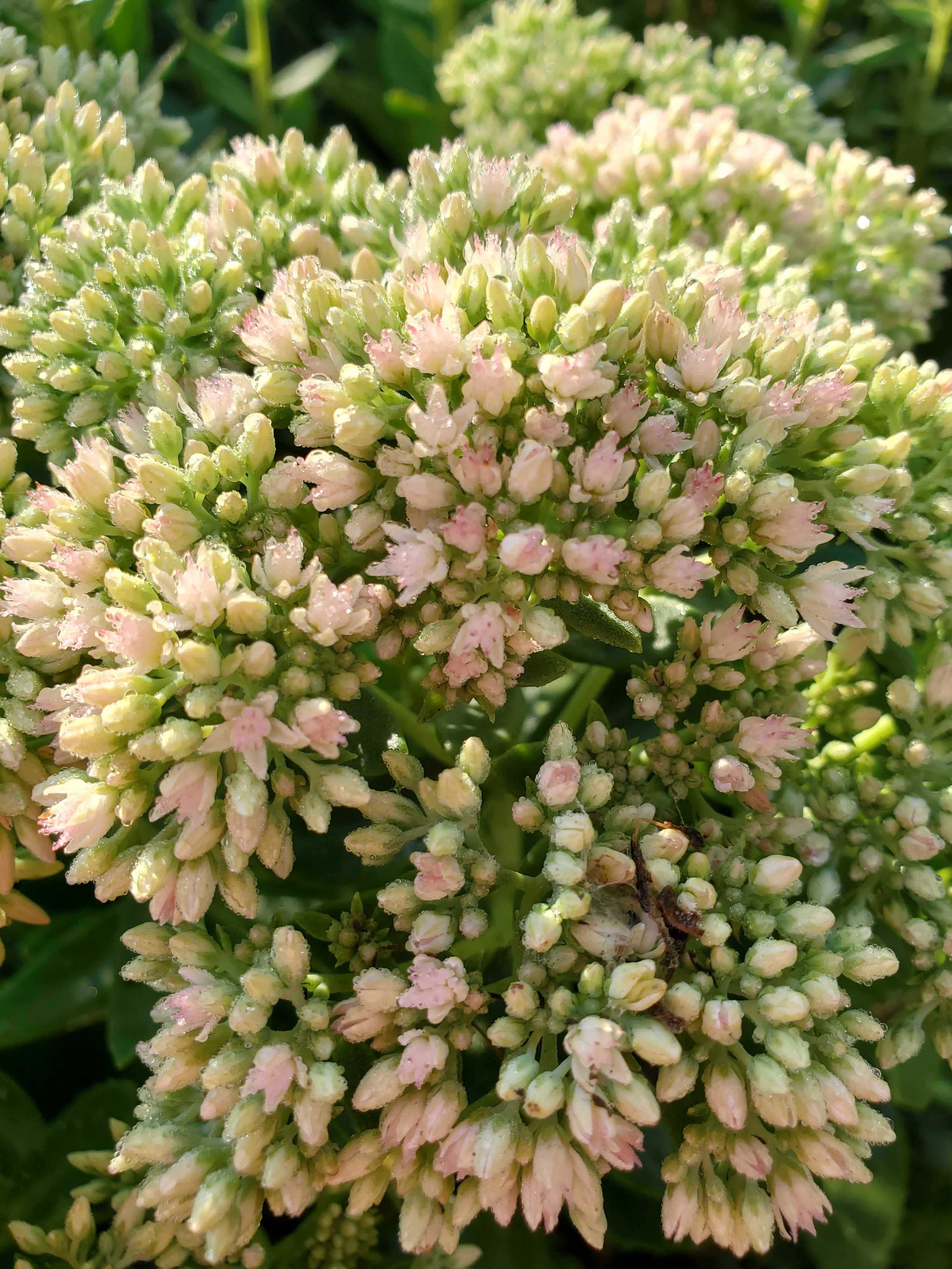 Sedum