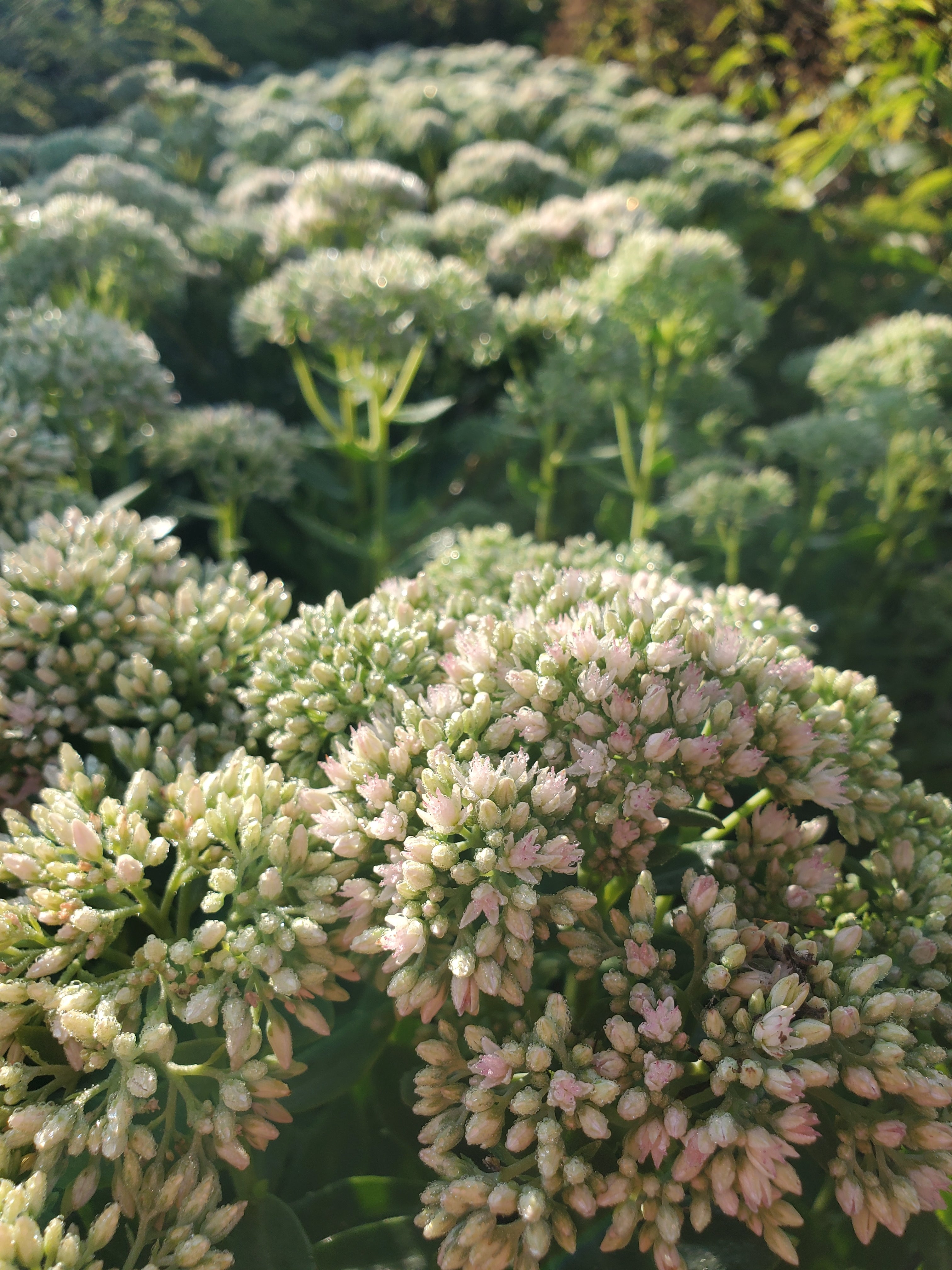 Sedum