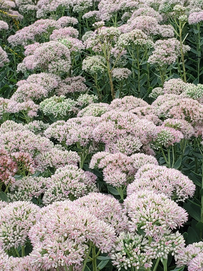 Sedum