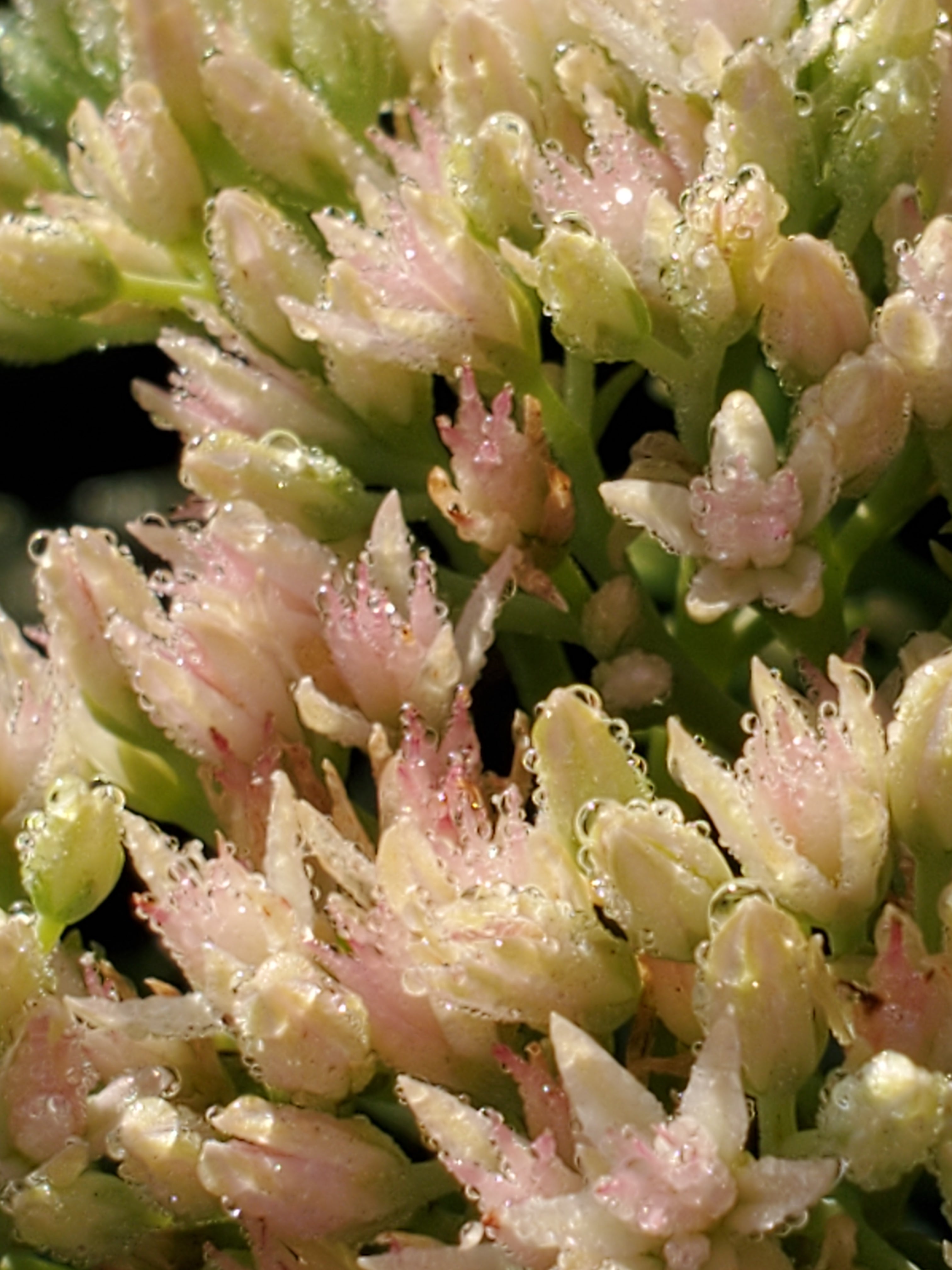 Sedum