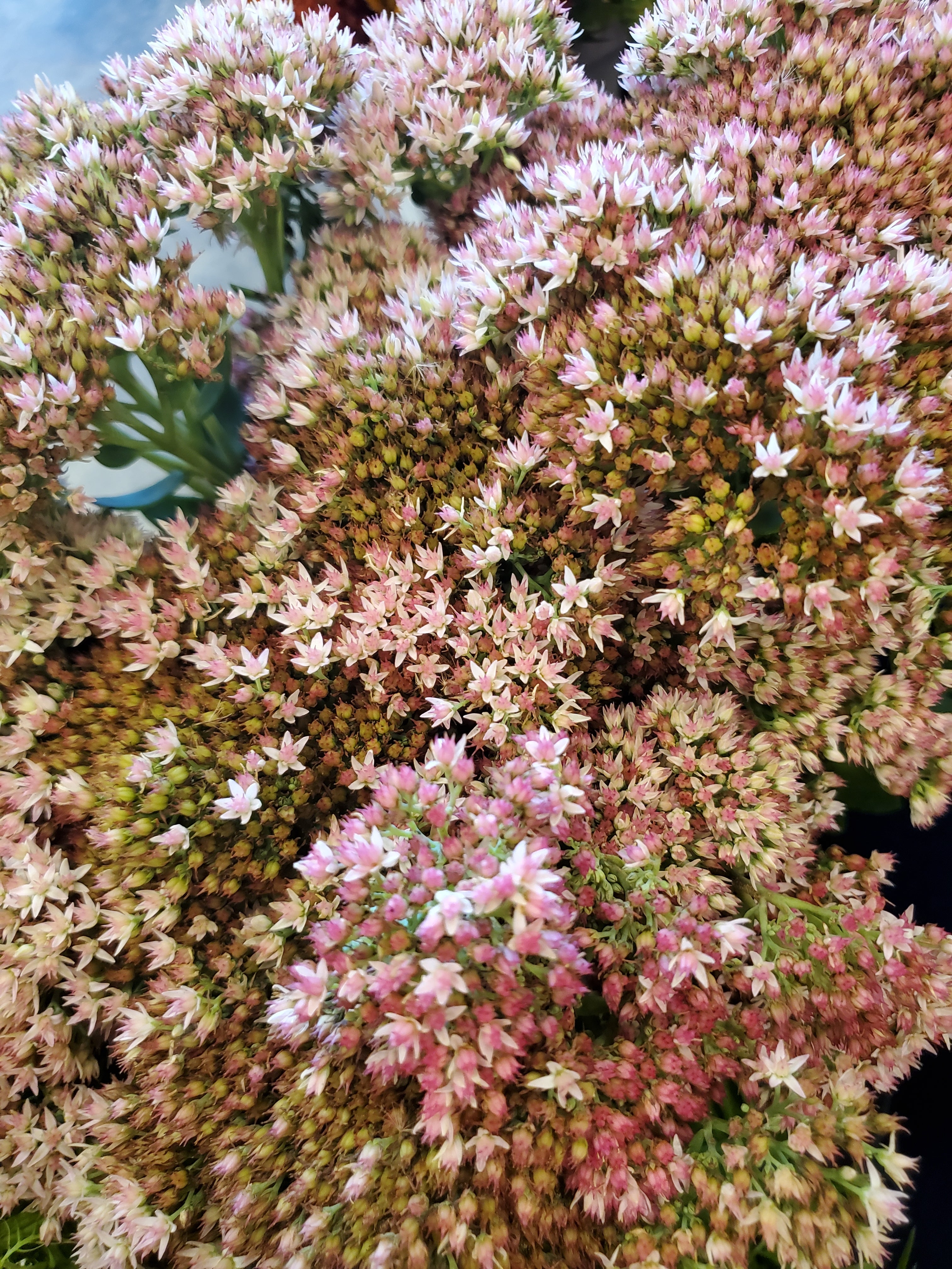 Sedum