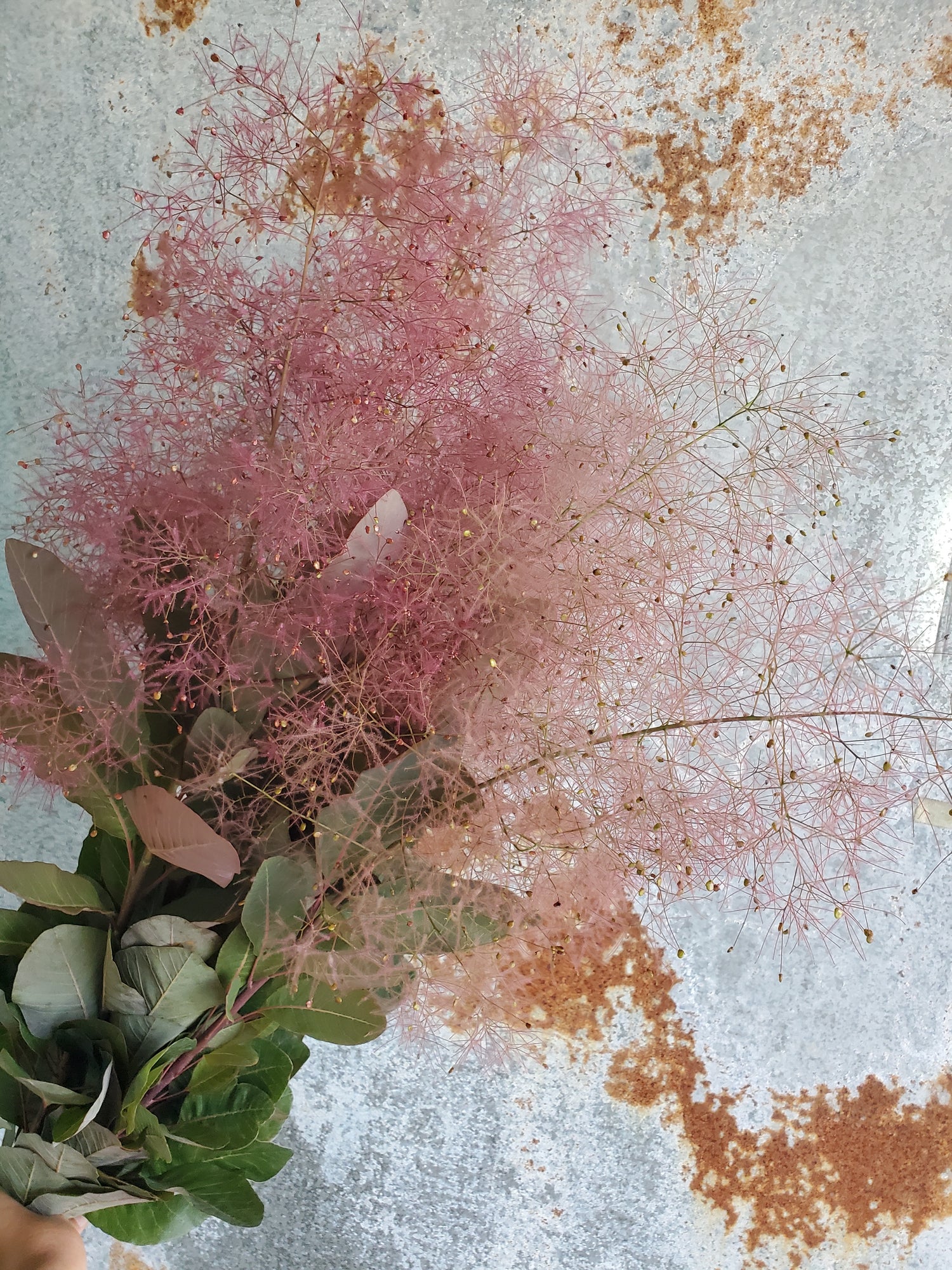 Smoke Bush / Cotinus