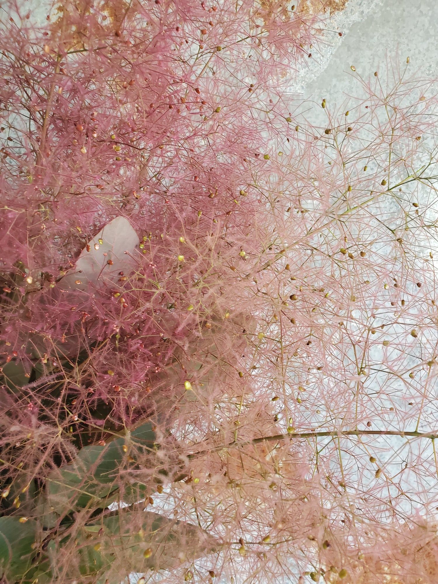 Smoke Bush / Cotinus