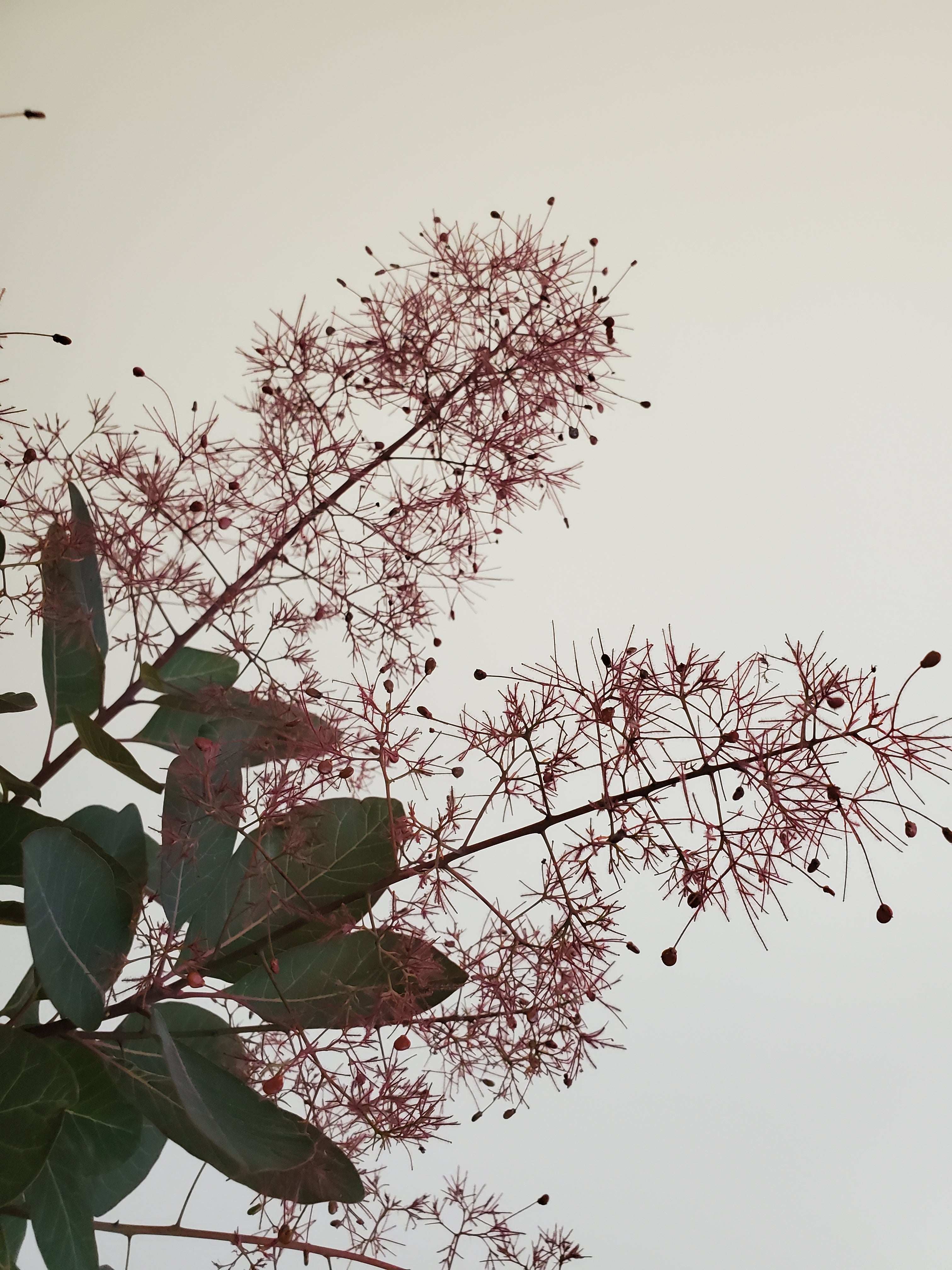 Smoke Bush / Cotinus