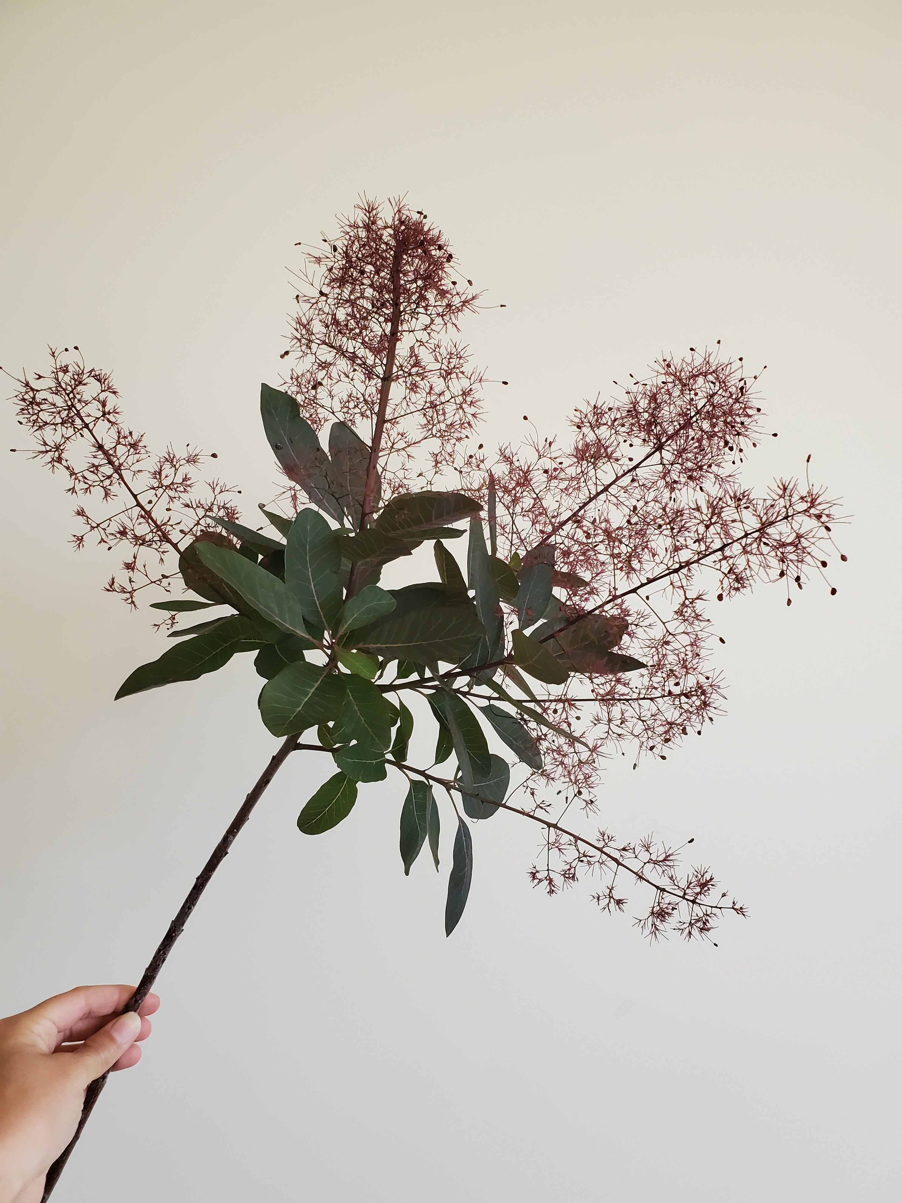 Smoke Bush / Cotinus