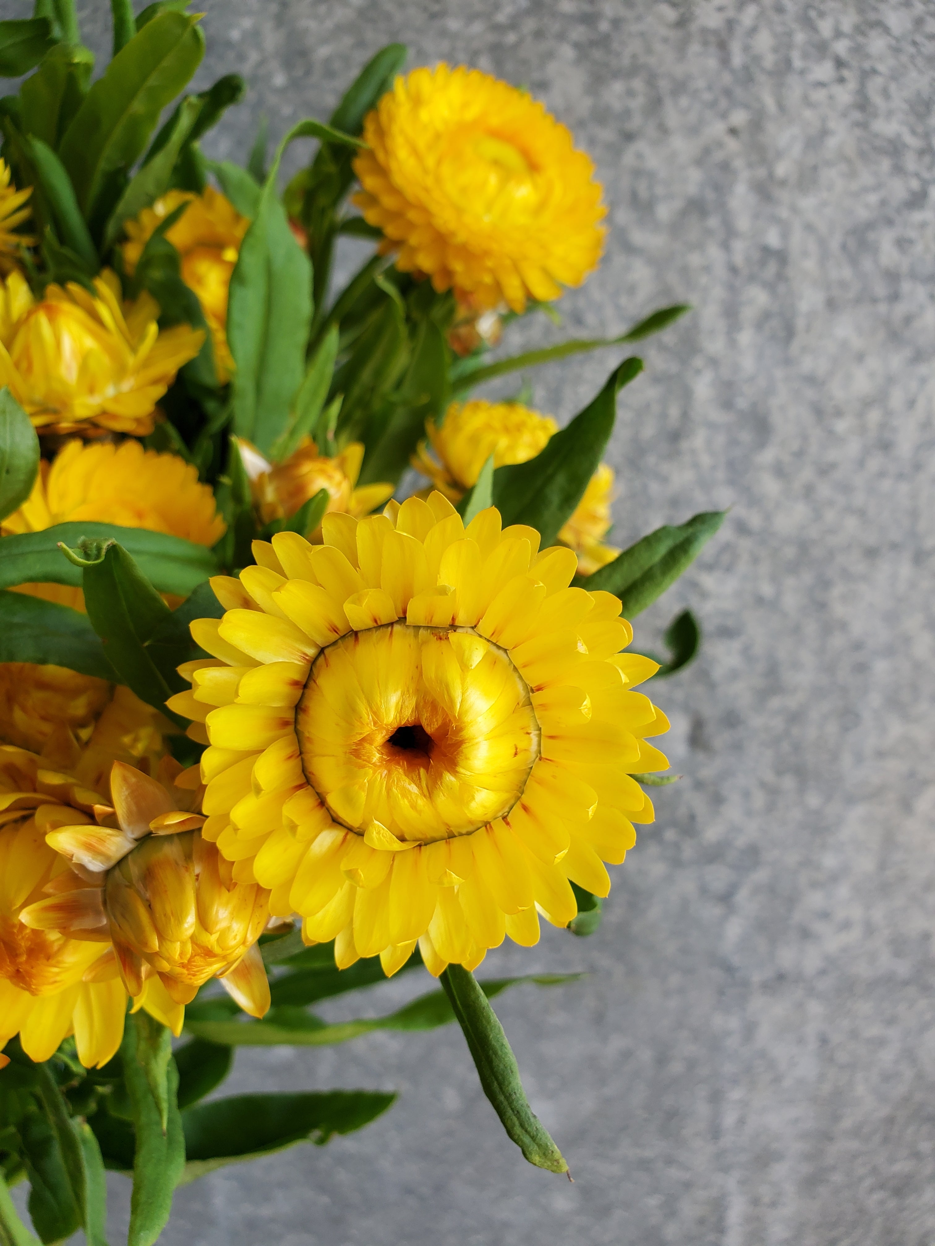 Strawflower