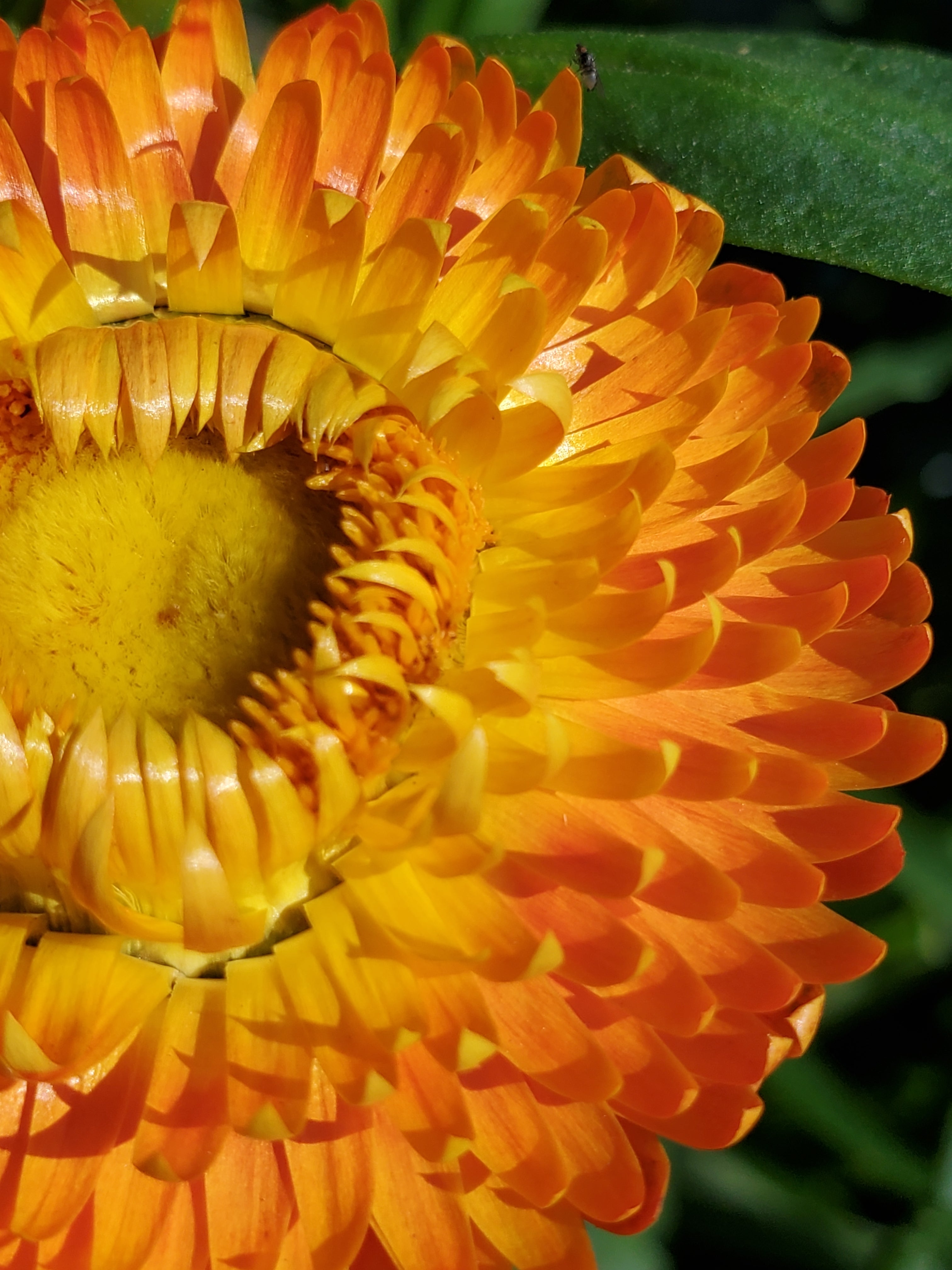 Strawflower