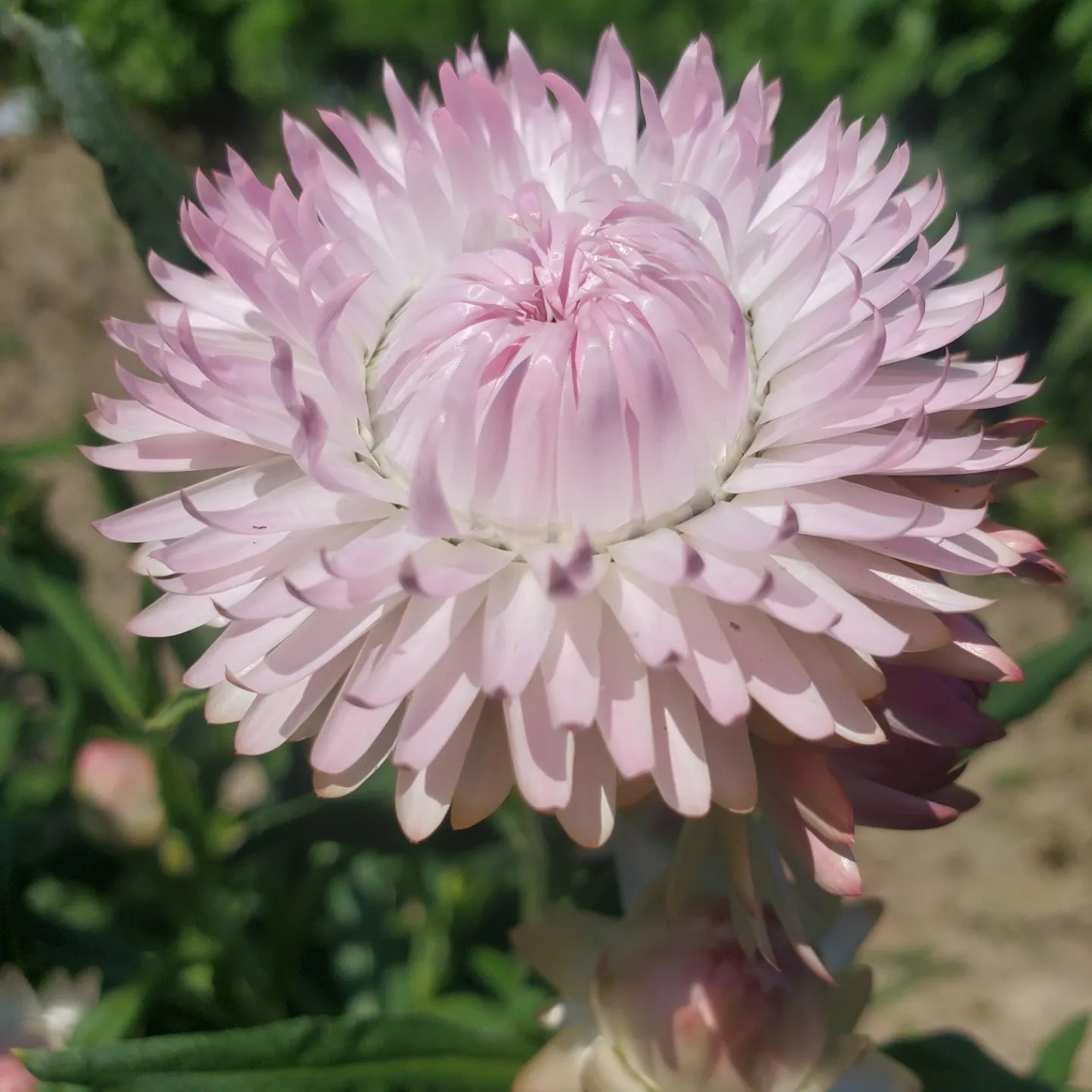 Strawflower