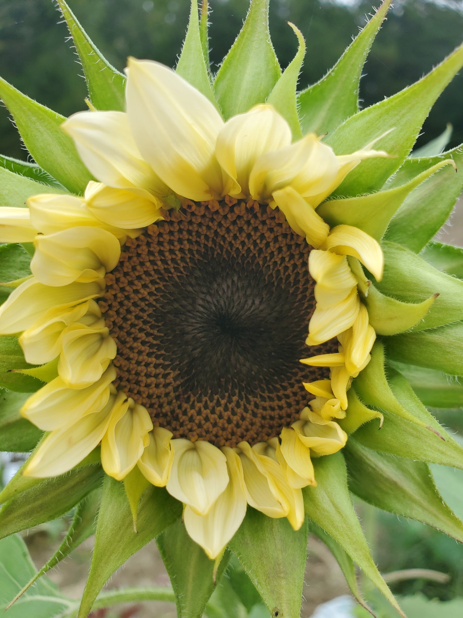 Sunflower