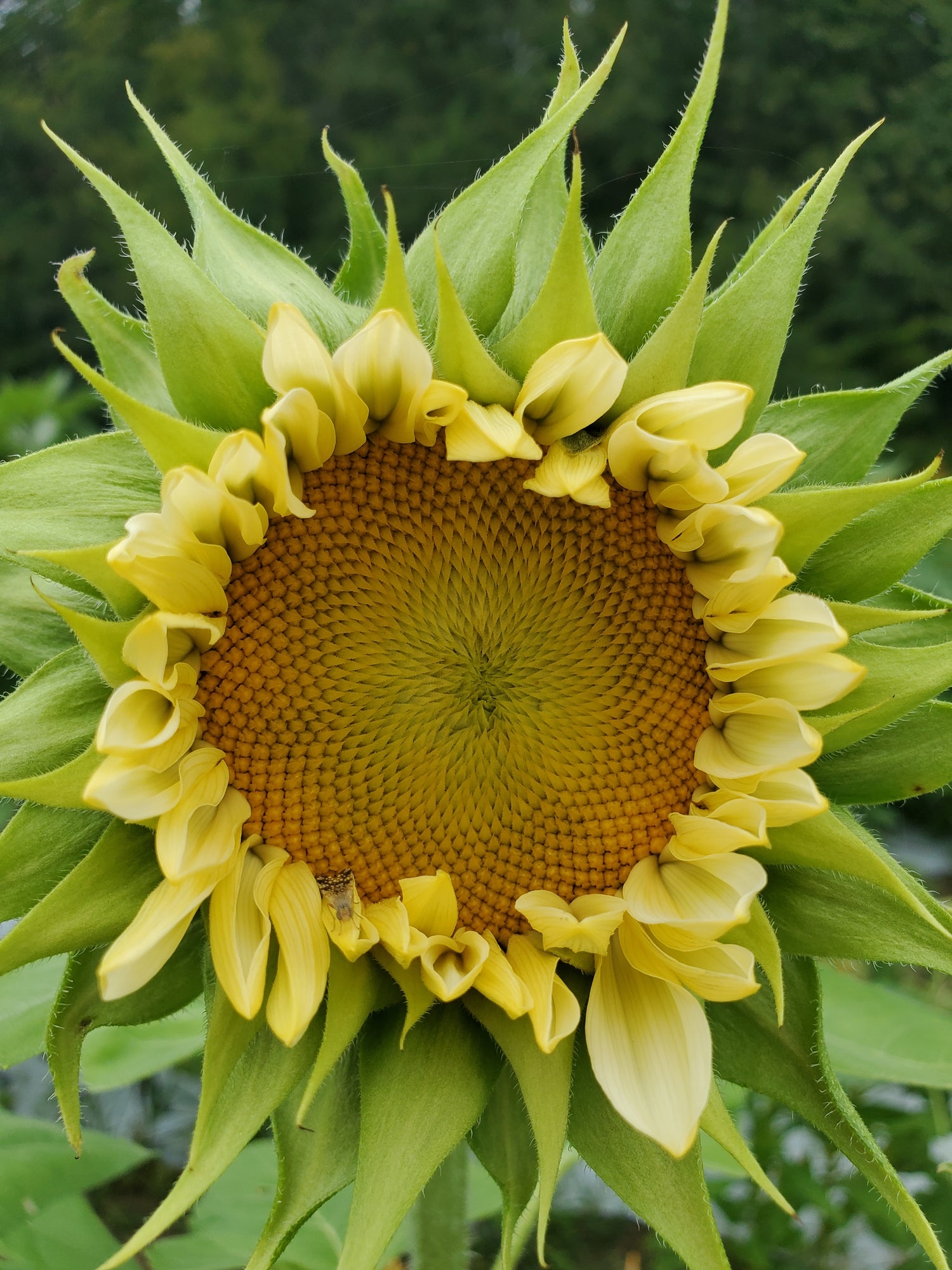 Sunflower